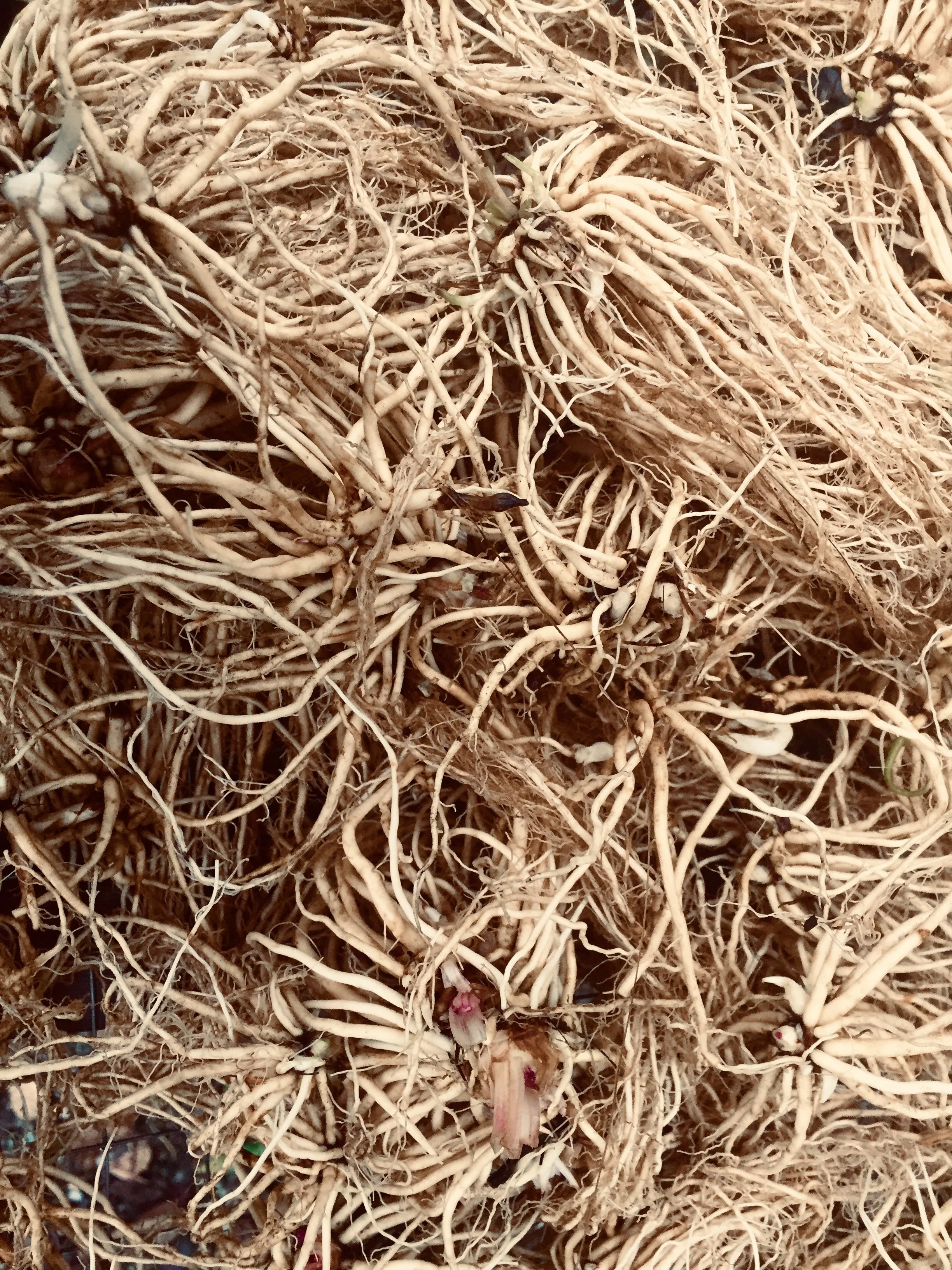 Valerian Root (Valeriana officinalis)