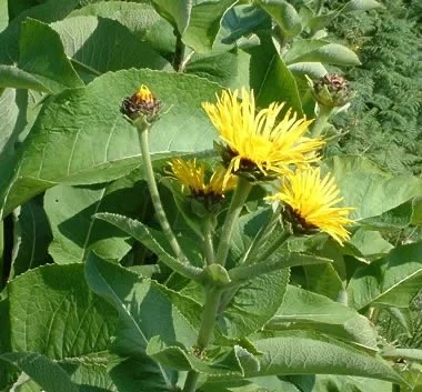 Elecampane Root (Inula helenium)