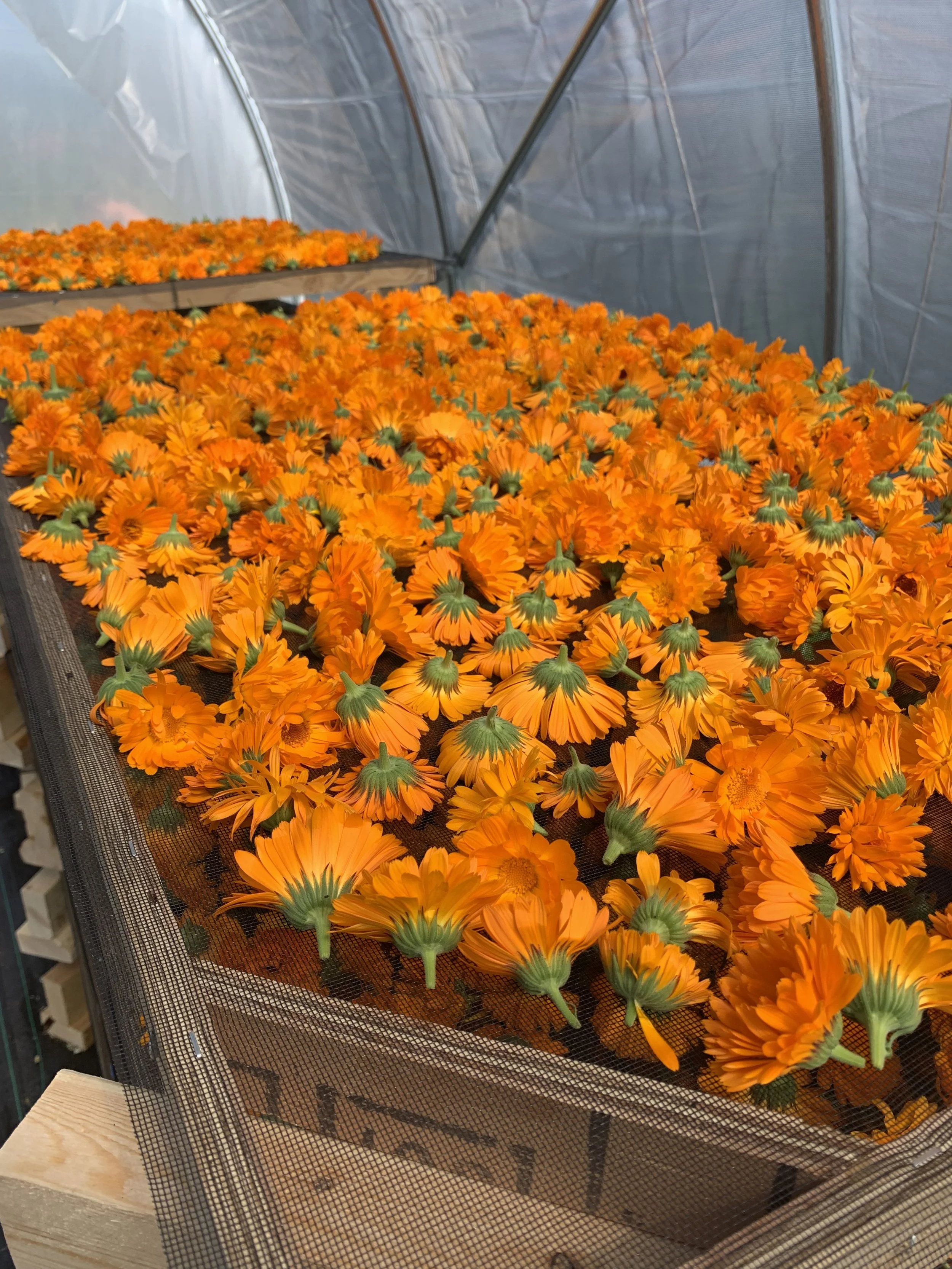 Calendula (Calendula officinalis)