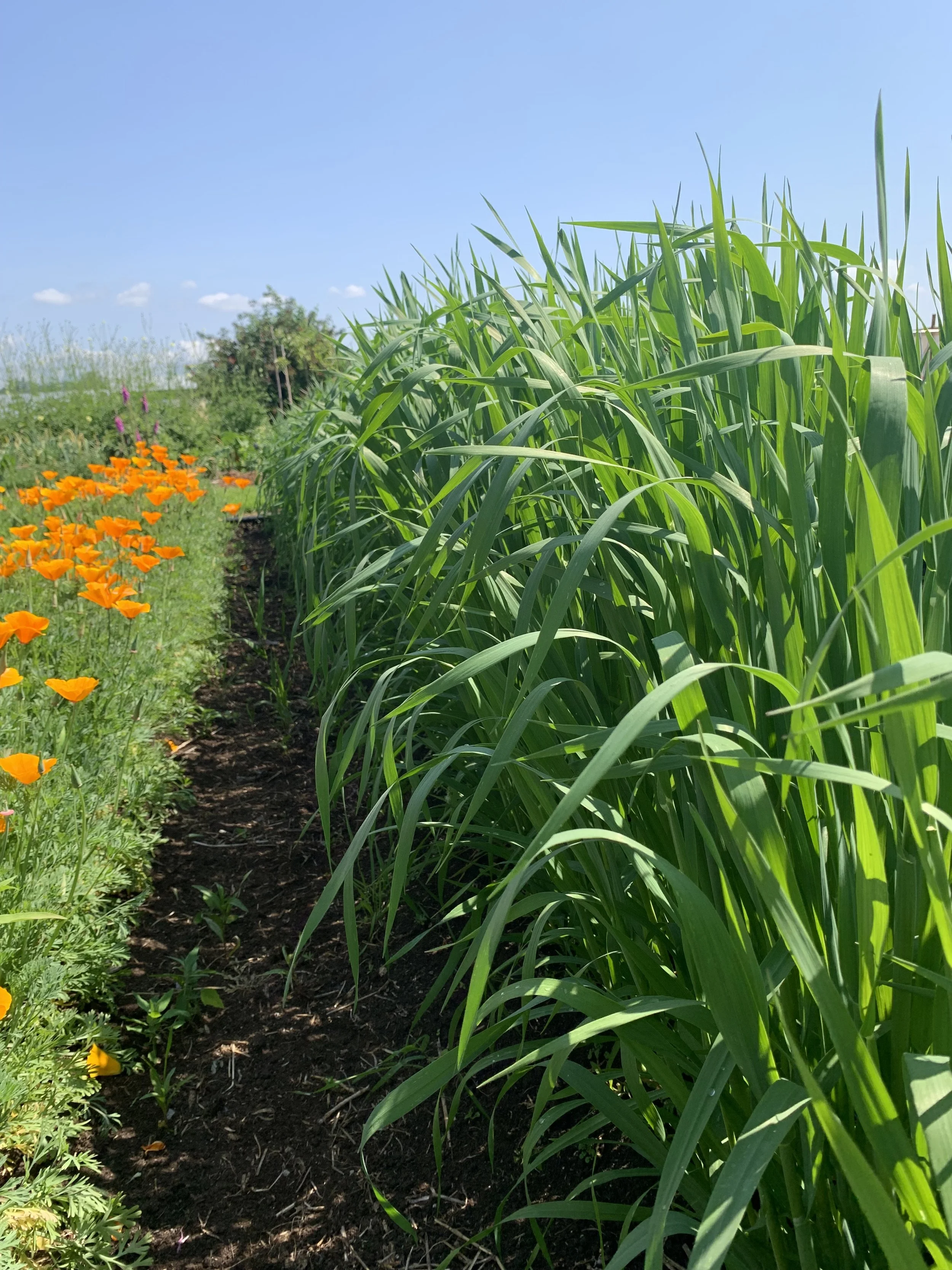 Oat Straw (Avena sativa)