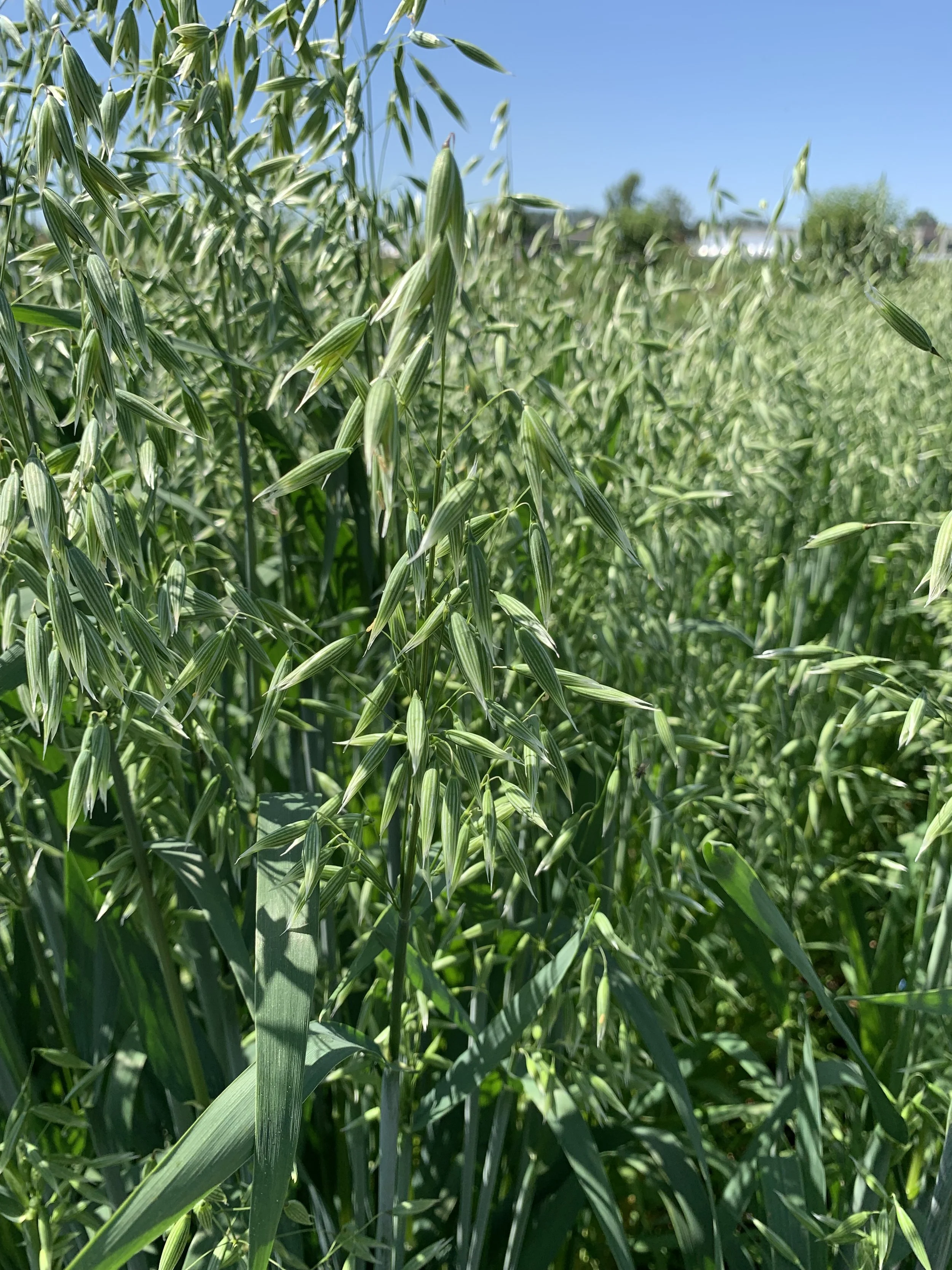 Milky Oat Seed (Avena sativa)