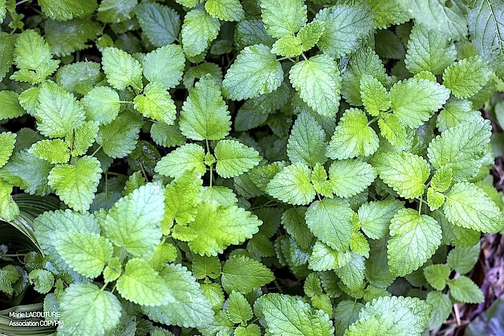 Lemon Balm (Melissa officinalis)