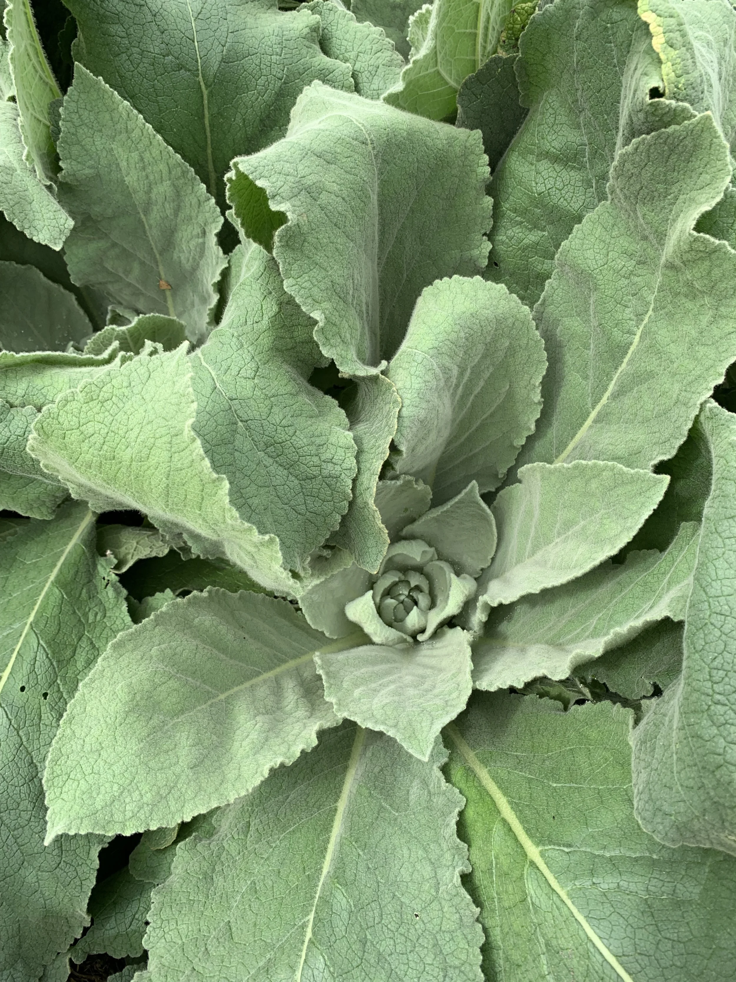 Mullein Leaf (Verbascum thapsus)