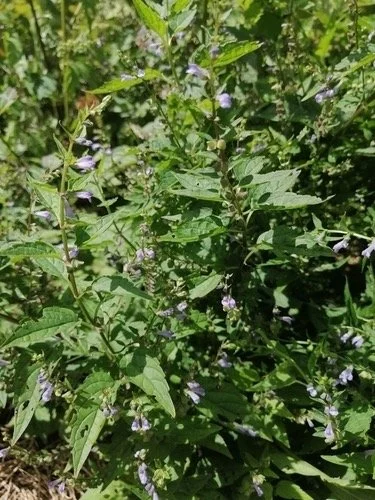 Skullcap (Scutellaria lateriflora)