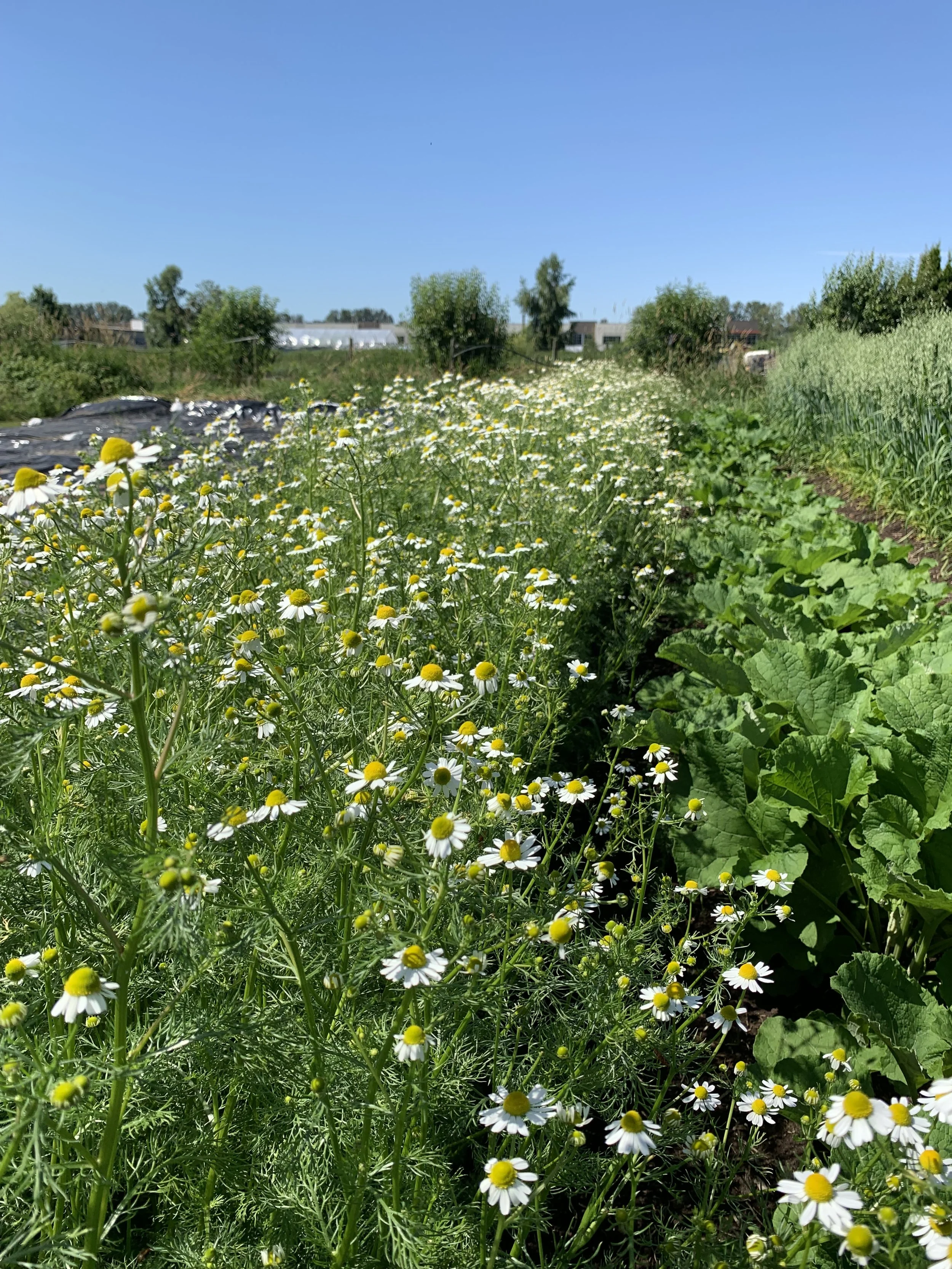 Chamomile (Matricaria recutita)