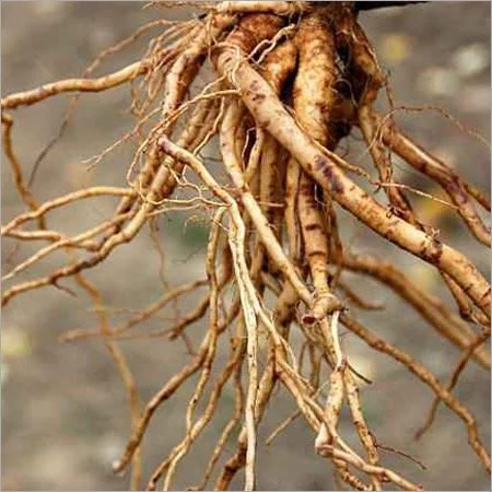 Ashwagandha Root (Withania somnifera)