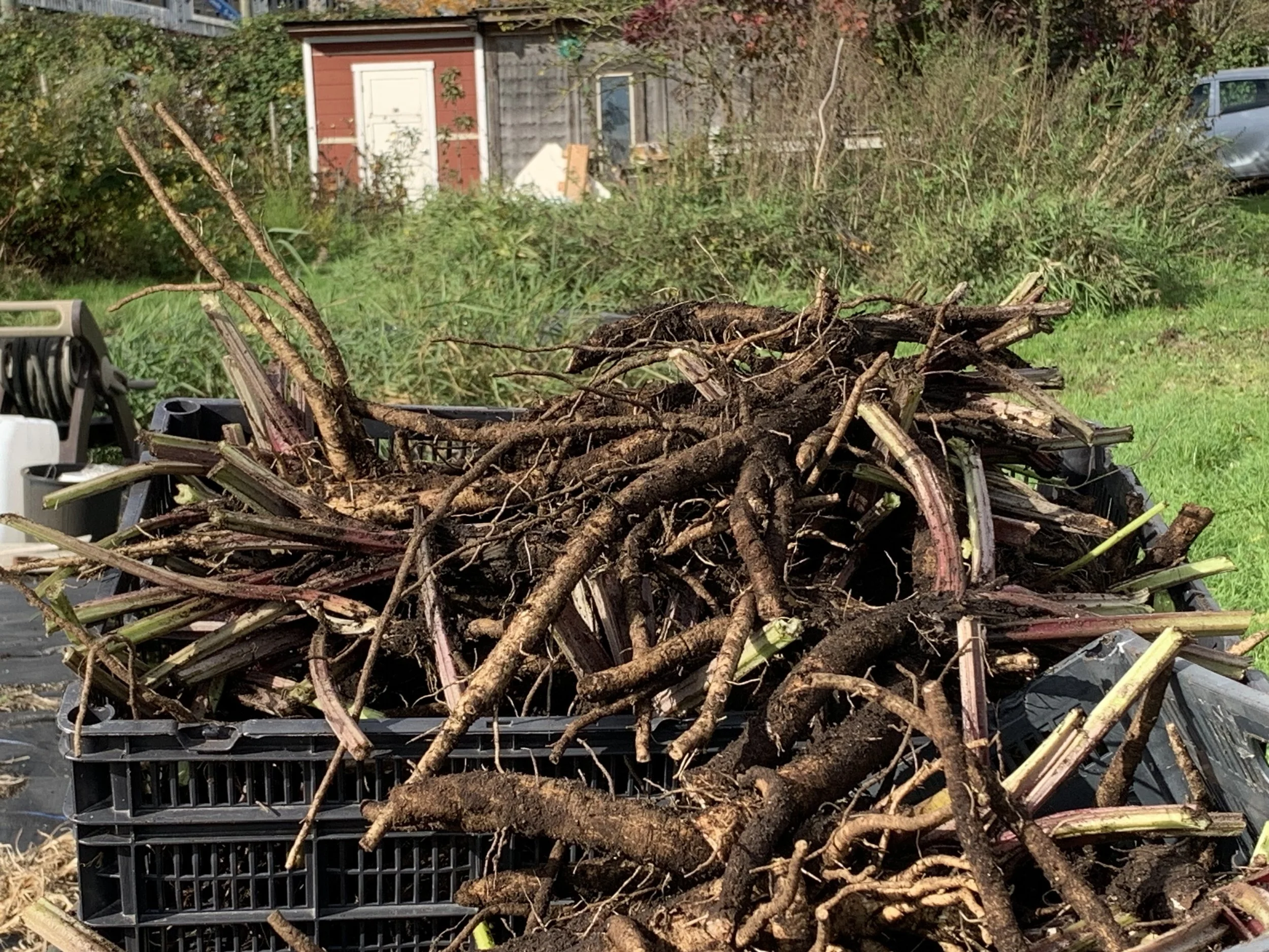 Burdock Root (Arctium lappa)