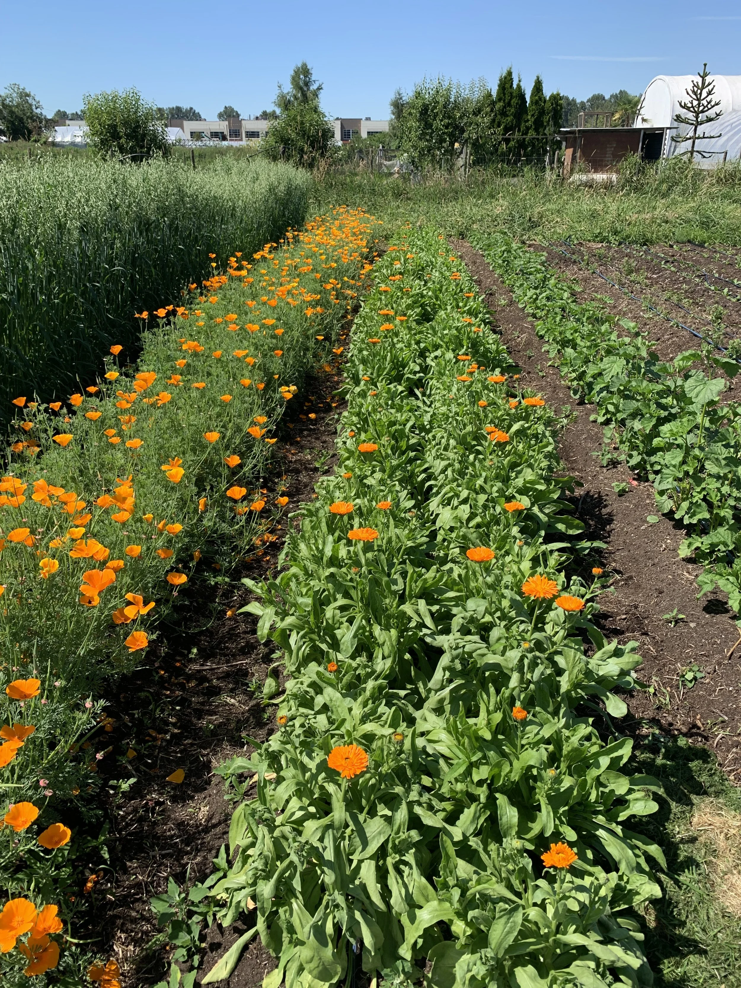 Row of orange flowers and green plants growing in a garden with trees and buildings in the background on a sunny day.