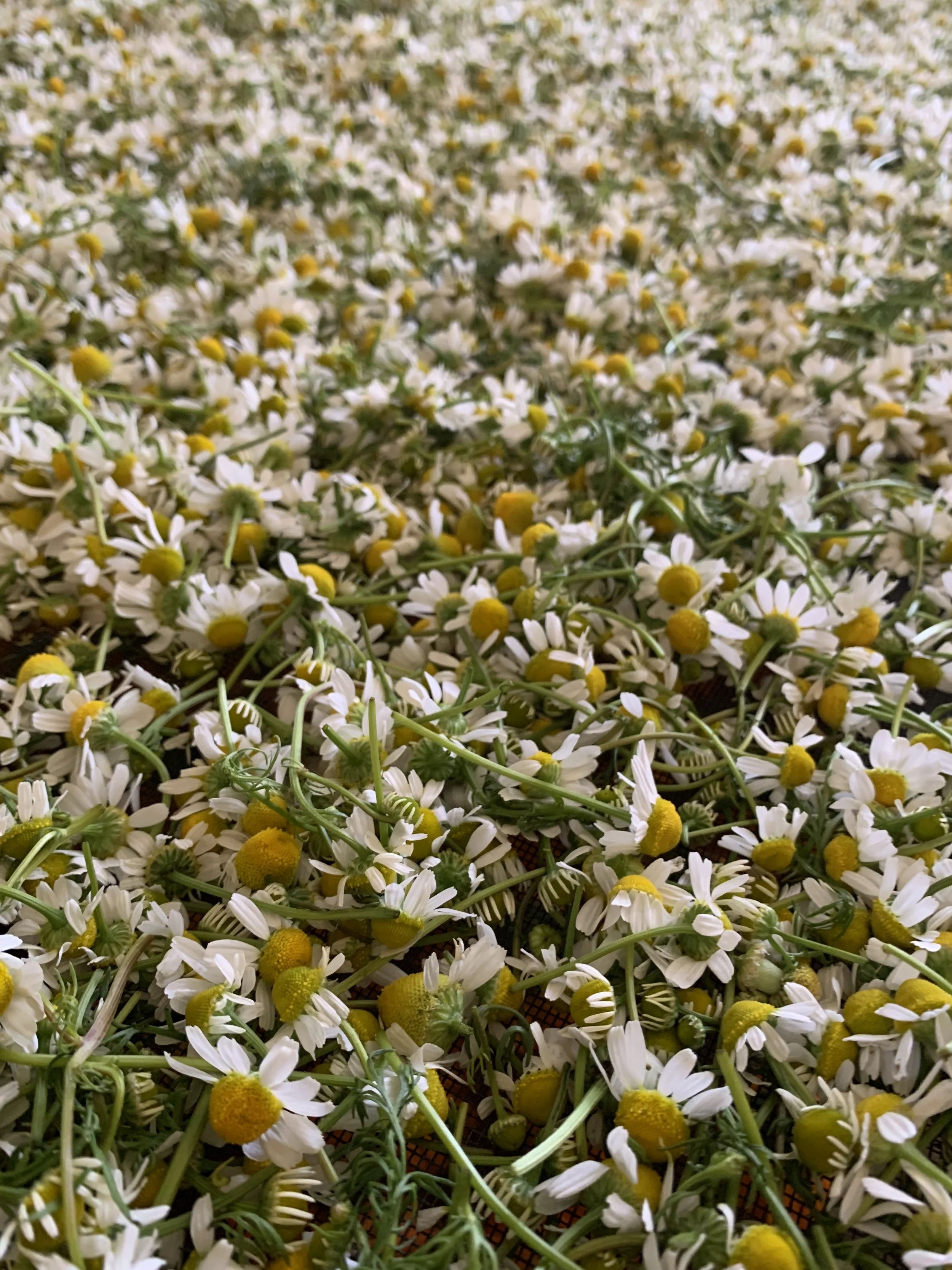 Chamomile (Matricaria recutita)