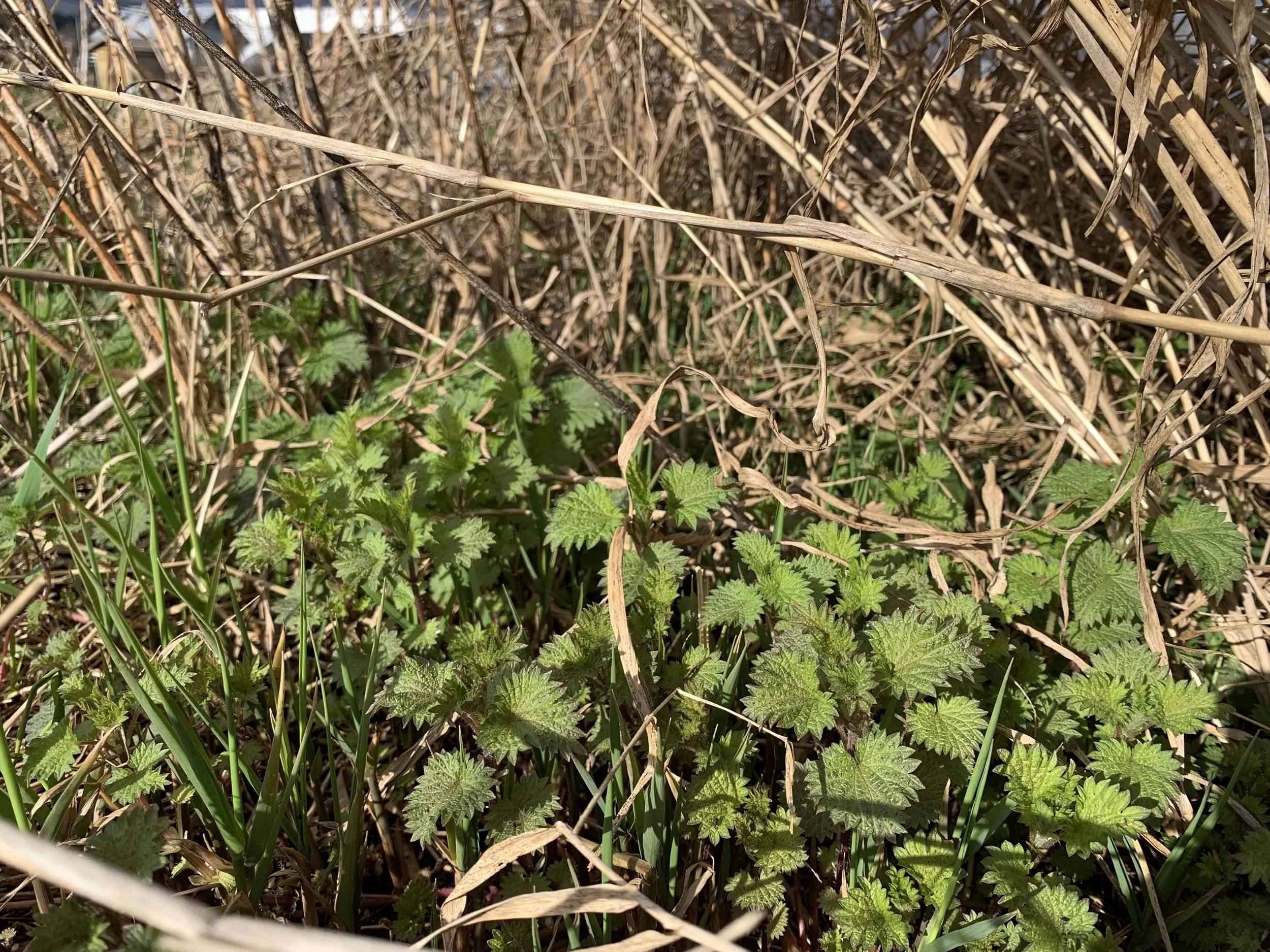 Nettle Leaf (Urtica dioica)