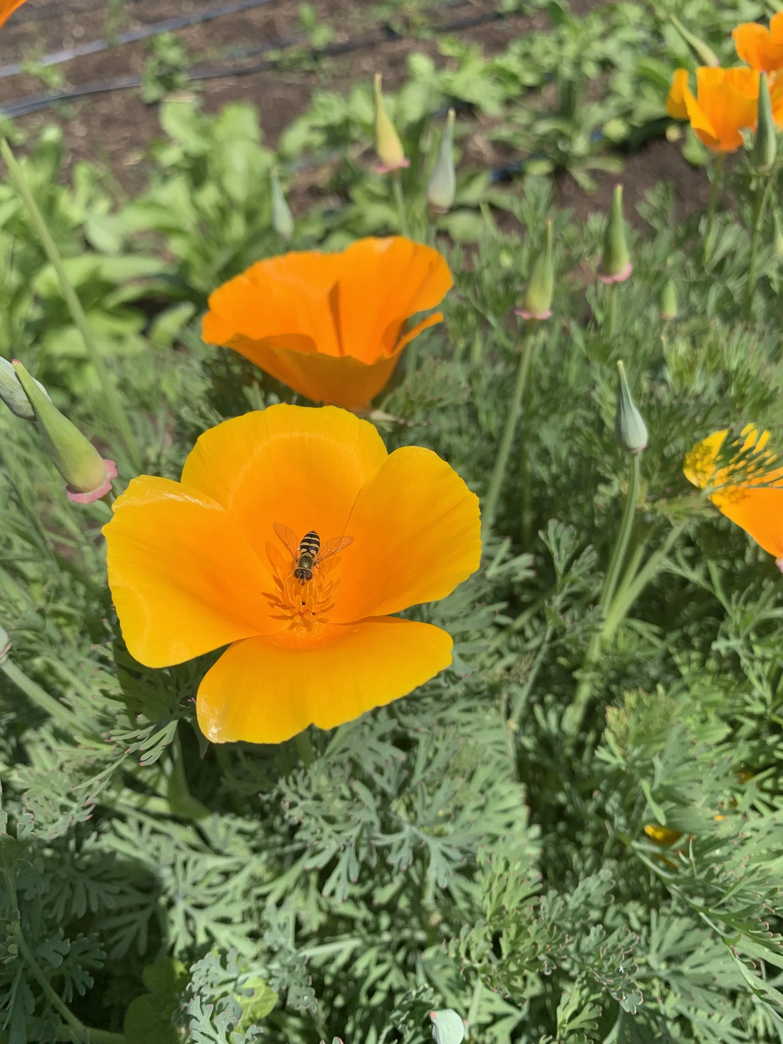 California Poppy (Eschscholzia californica)