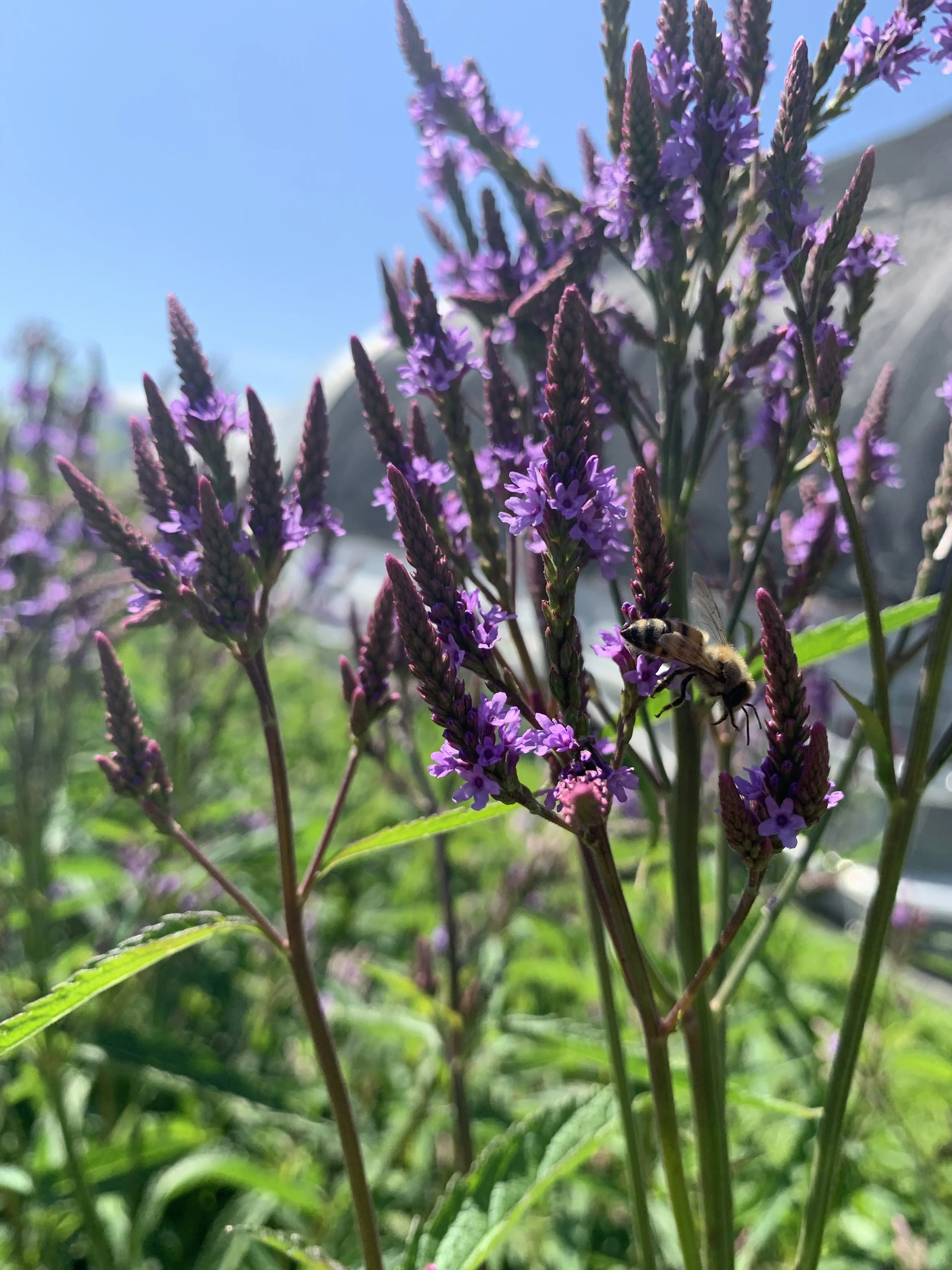 Blue Vervain (Verbena hastata)