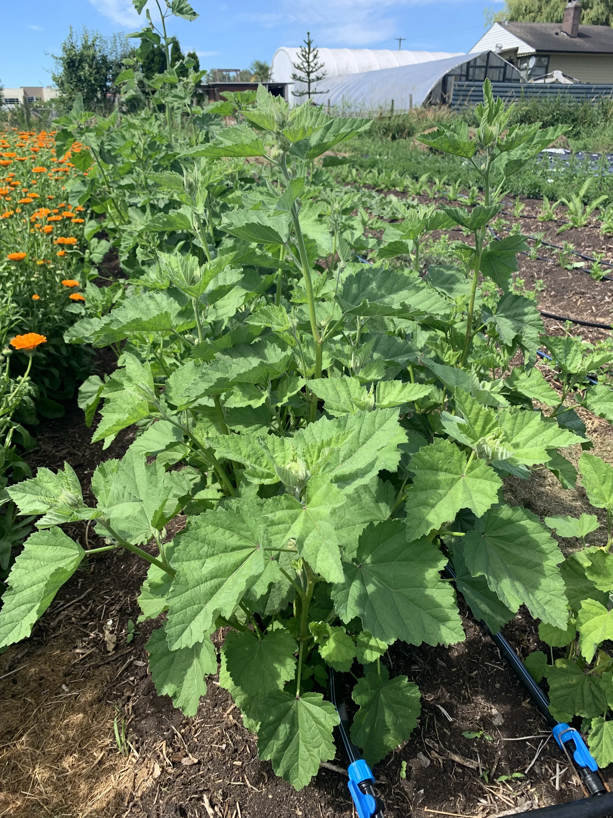 Marshmallow Root (Althaea officinalis)