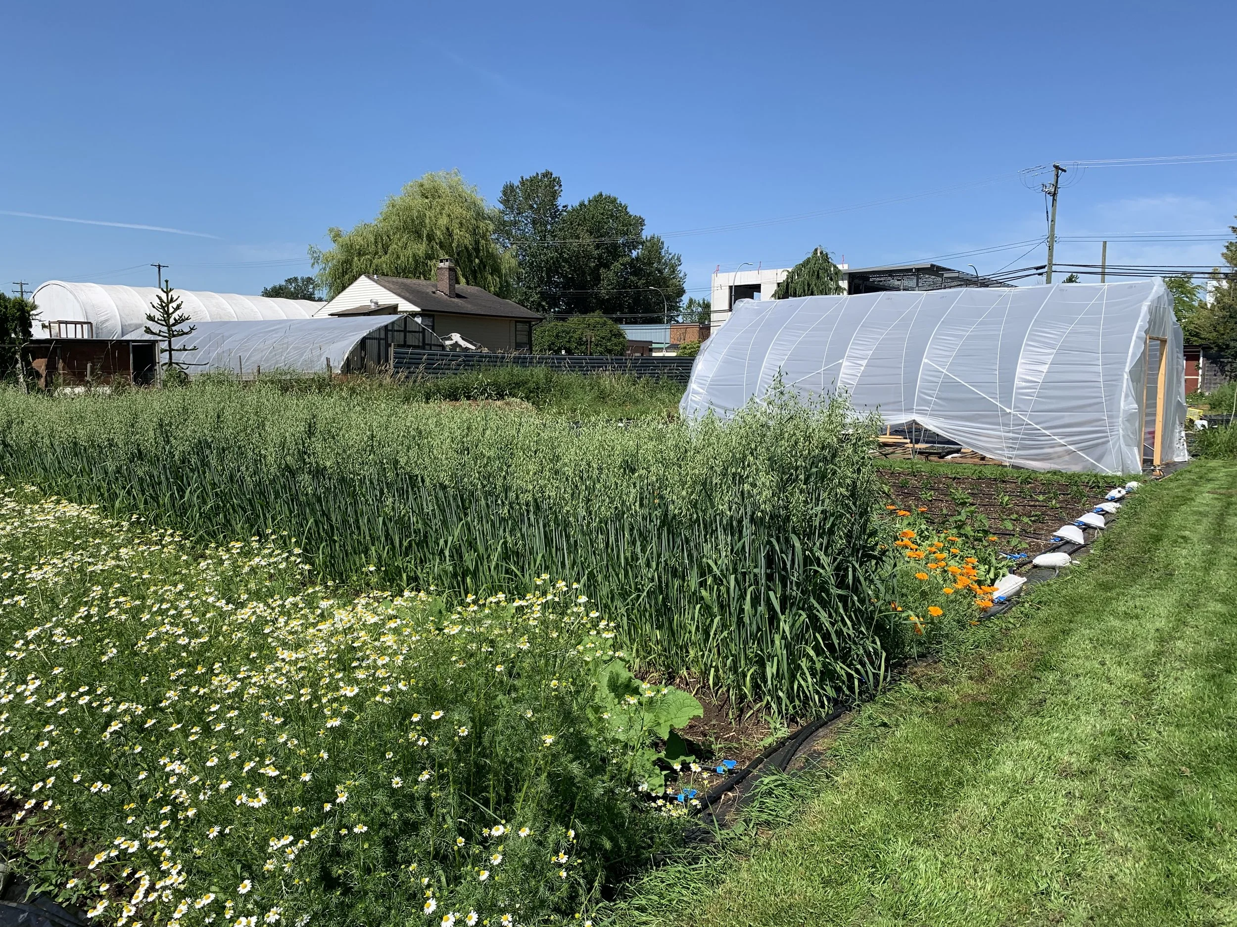 A lush vegetable garden with a row of wildflowers and potted marigolds, two greenhouses, and a grassy path on a sunny day.