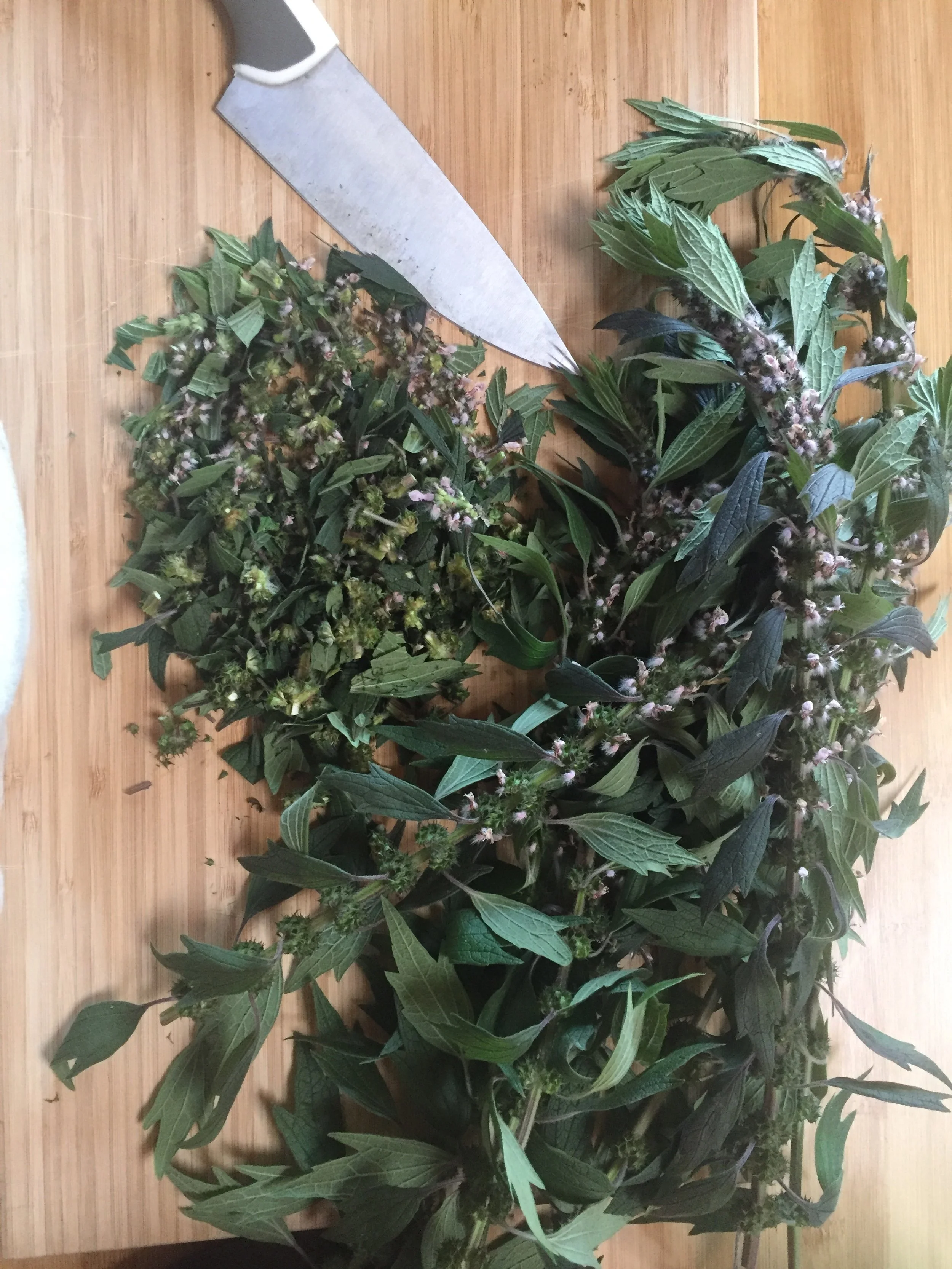 Motherwort (Leonurus cardiaca)