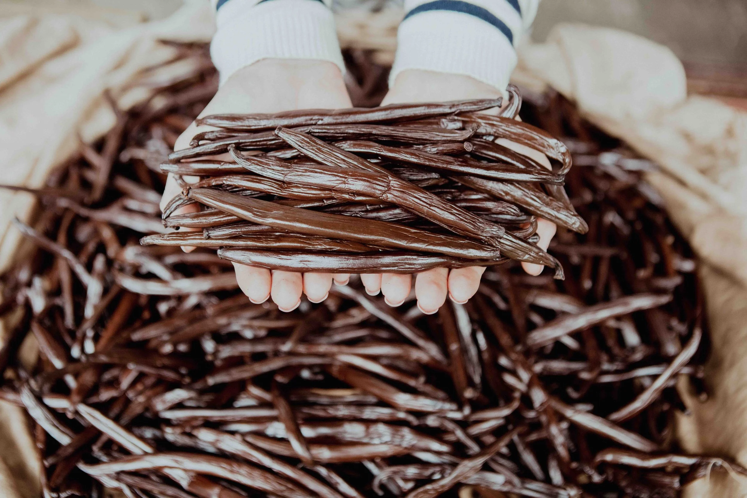 Main tenant des branches de bois dans ses mains, avec un tas de branches semblables en arrière-plan.