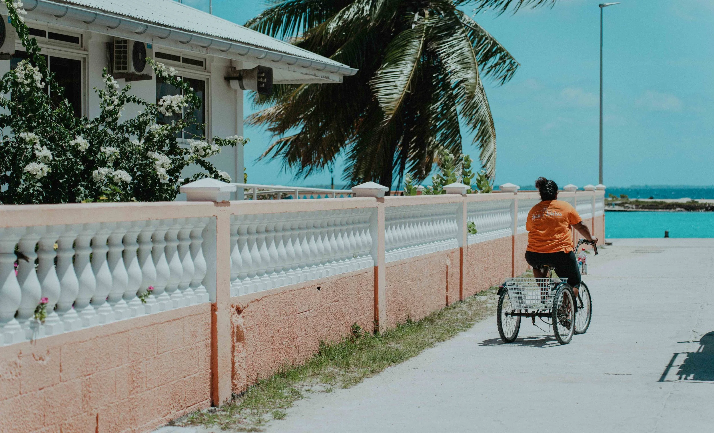 Une personne à vélo avec une remise à panier passe devant une clôture blanche et rose, avec un grand palmier et la mer en arrière-plan, par une journée ensoleillée.