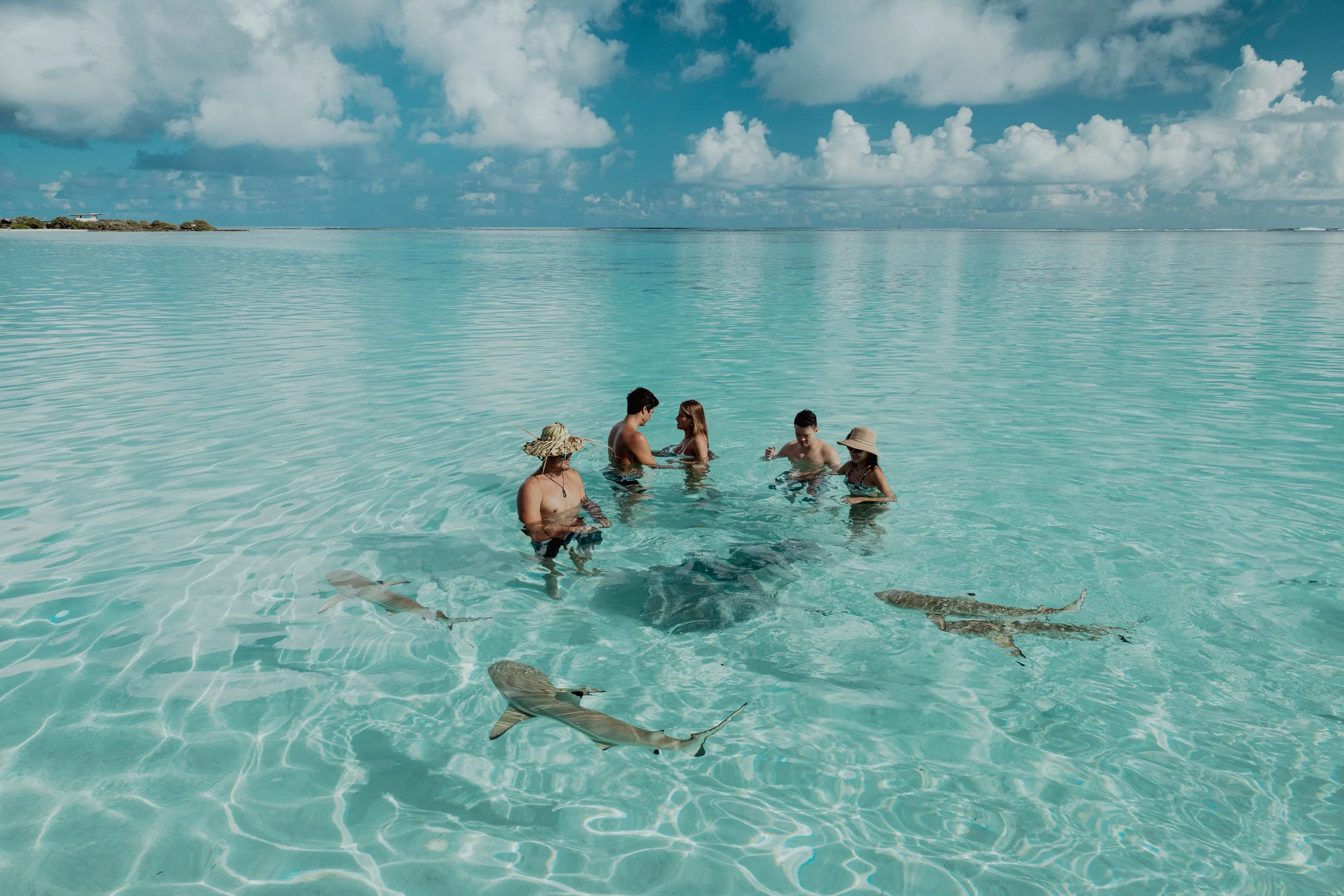 Groupe de six personnes nageant dans une mer turquoise, avec trois requins nageant sous eux, sous un ciel nuageux.