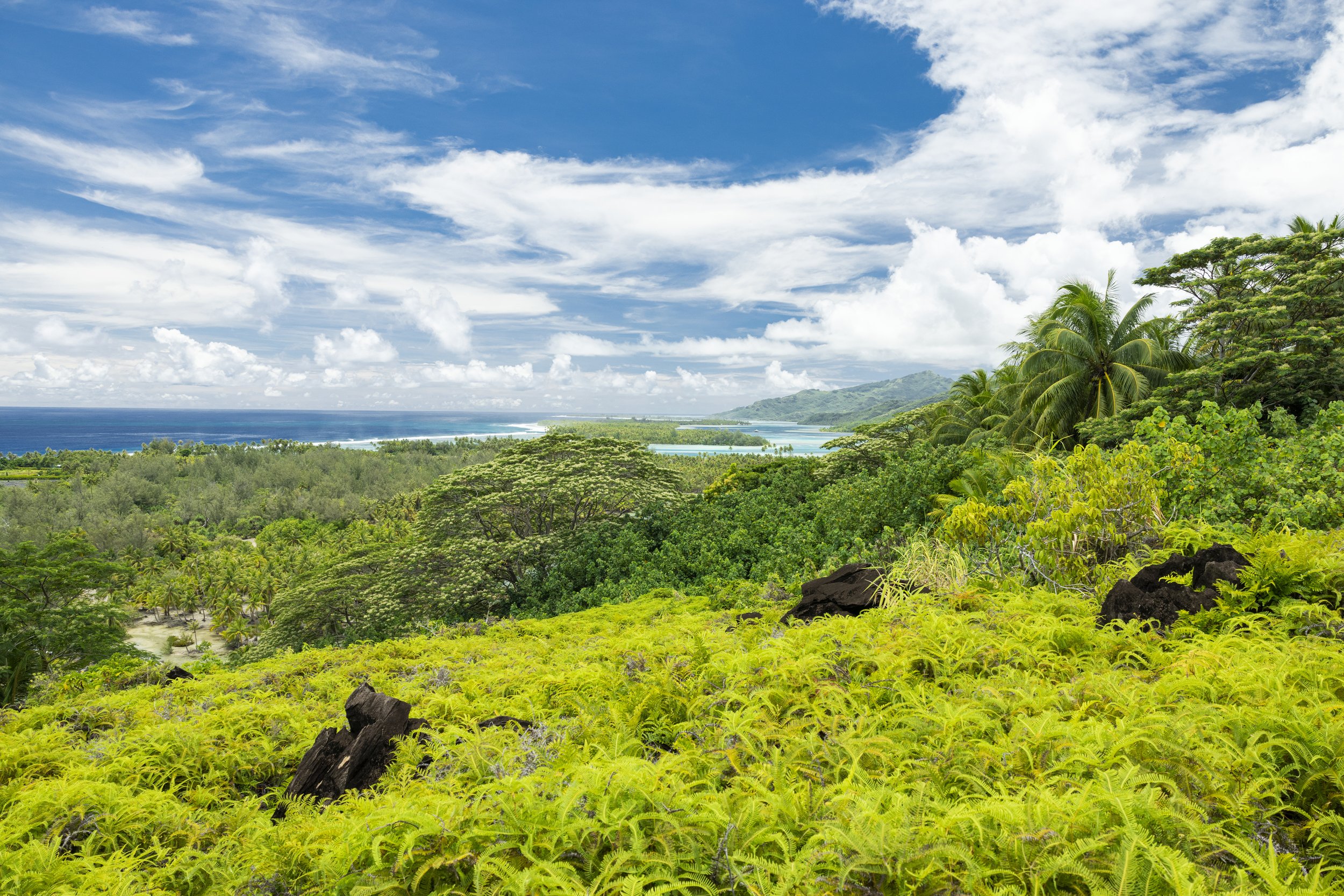 Paysage tropical avec végétation luxuriante, palmiers, forêt et océan sous un ciel bleu avec des nuages blancs.