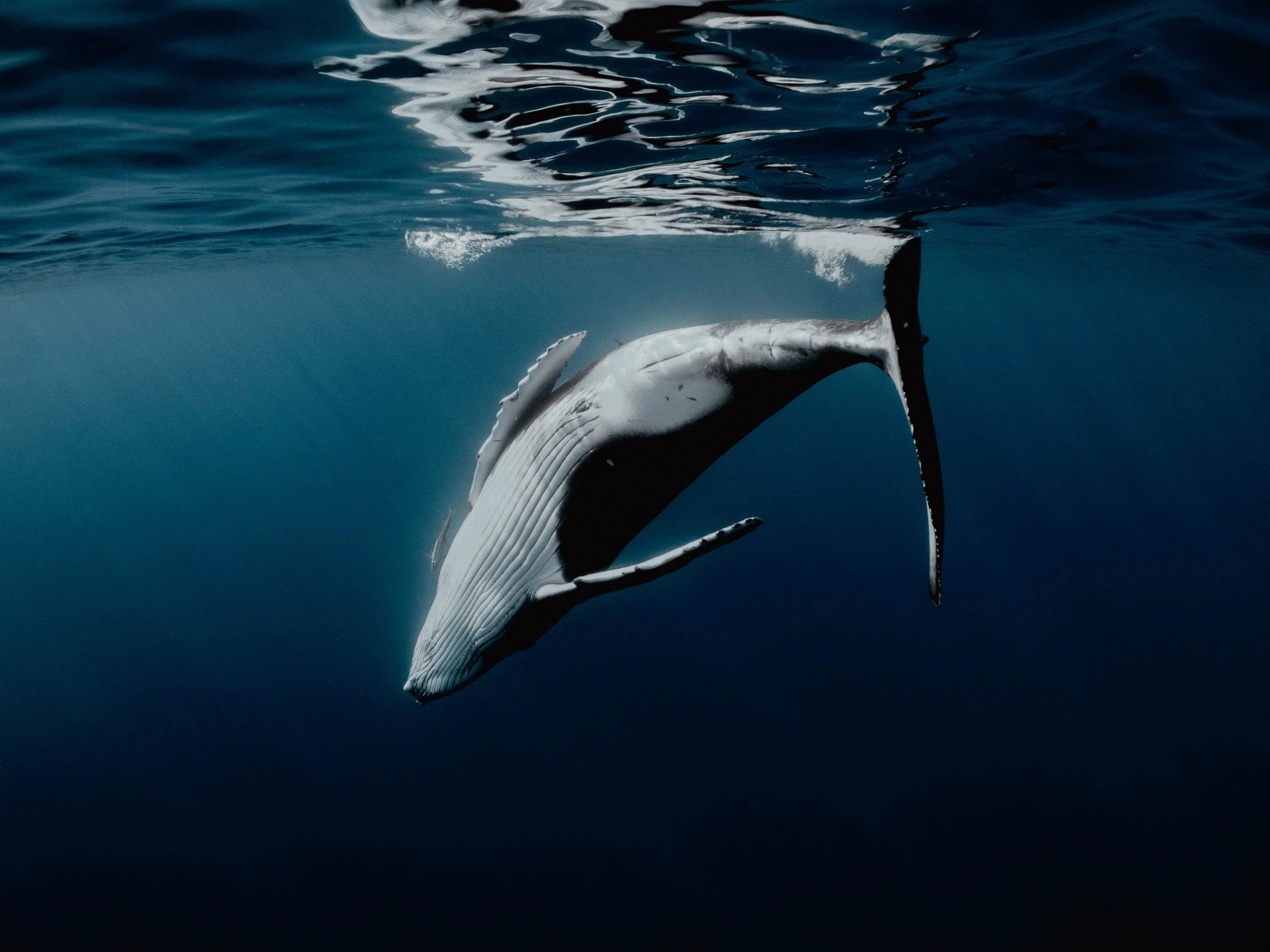 Une baleine à bosse nage sous l'eau dans l'océan, vue partielle de son corps et sa queue.