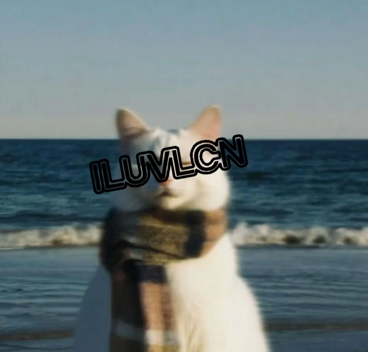 A cat with a scarf around its neck overlooking the ocean.