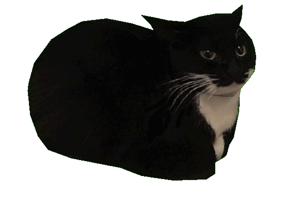Black and white cat sitting on a green background.