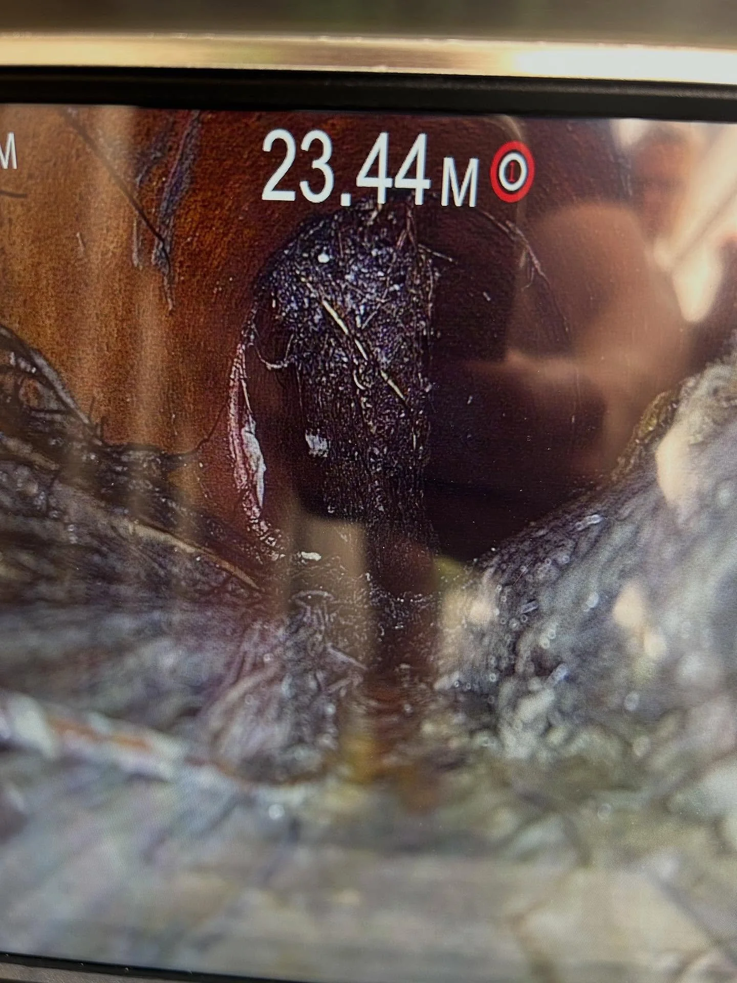 Preventative maintenance is key - Luckily got this one cleared before the roots had completely taken over. 

Need your drains cleaned and inspected? Give us a call 0415 529 643