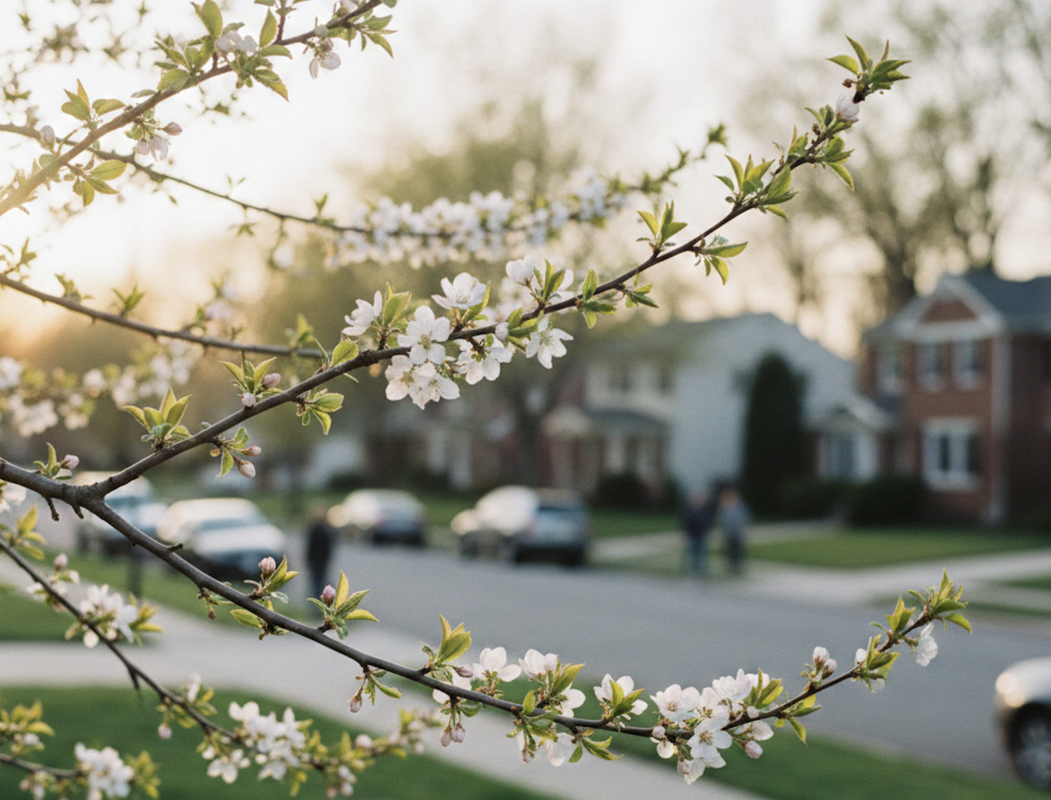 Spring neighborhood street in Louisville with blooming trees