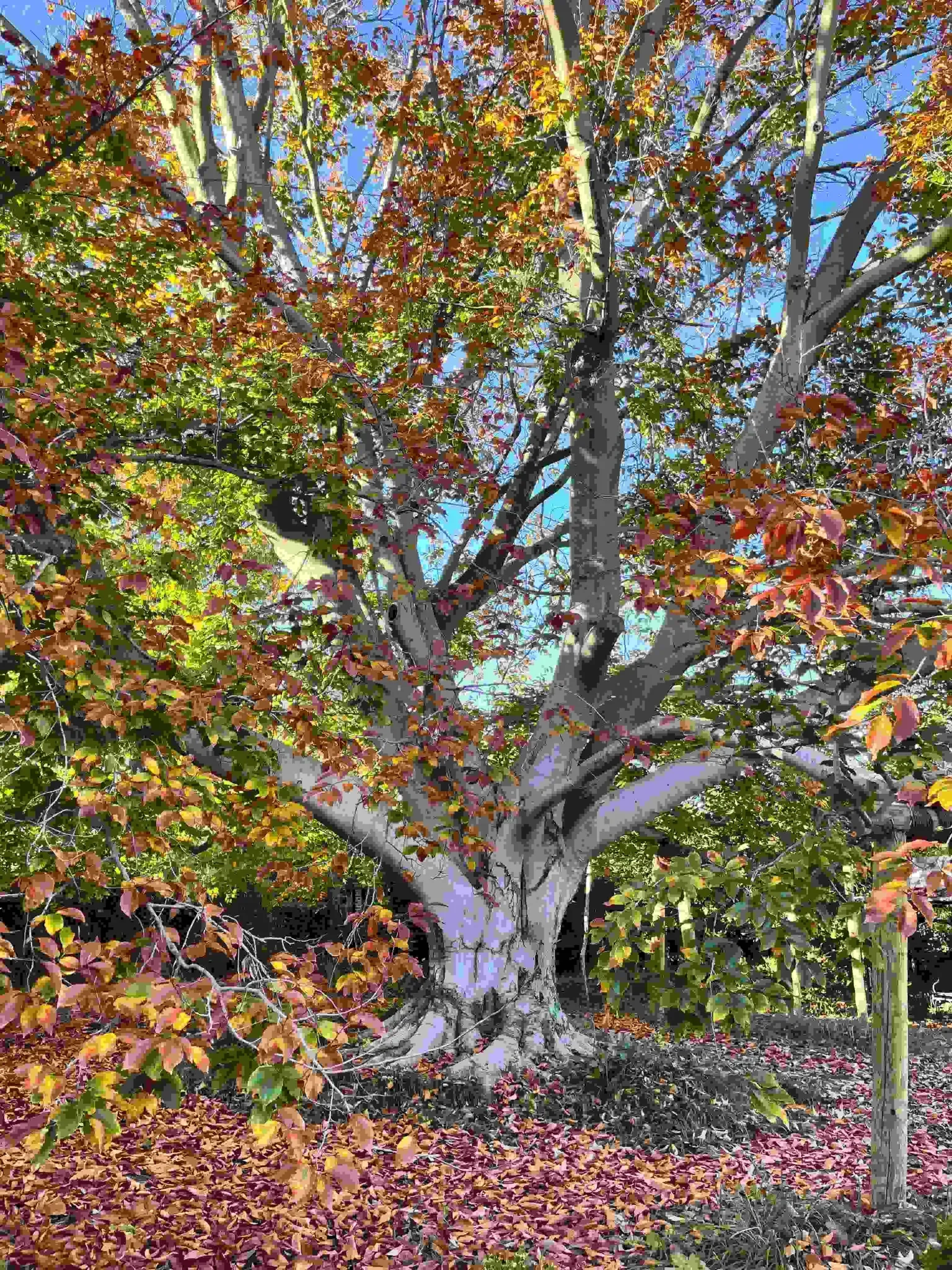 Confetti Mag - When the Leaves Fall