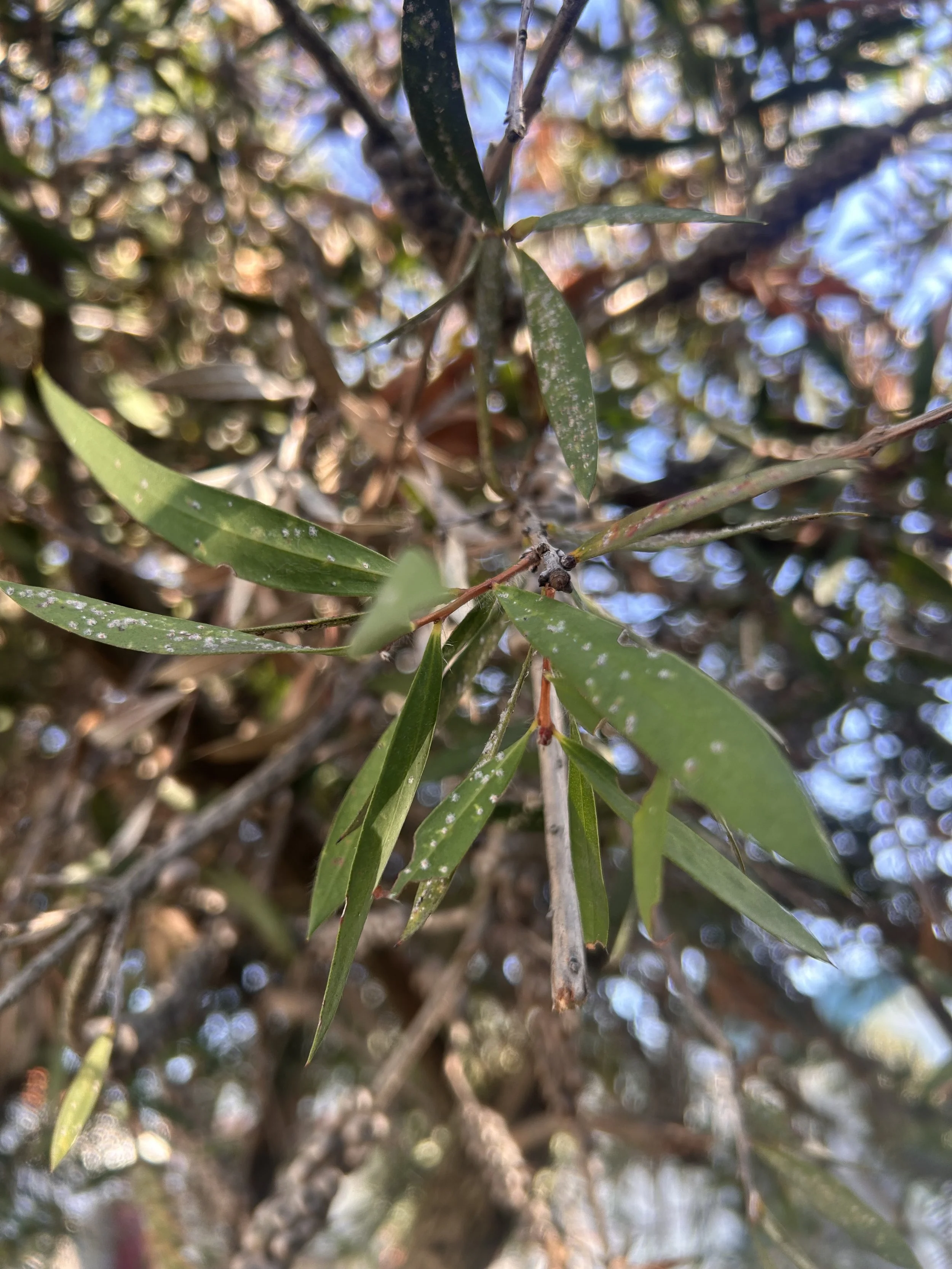 Pest-diagnosis and treatment options are available