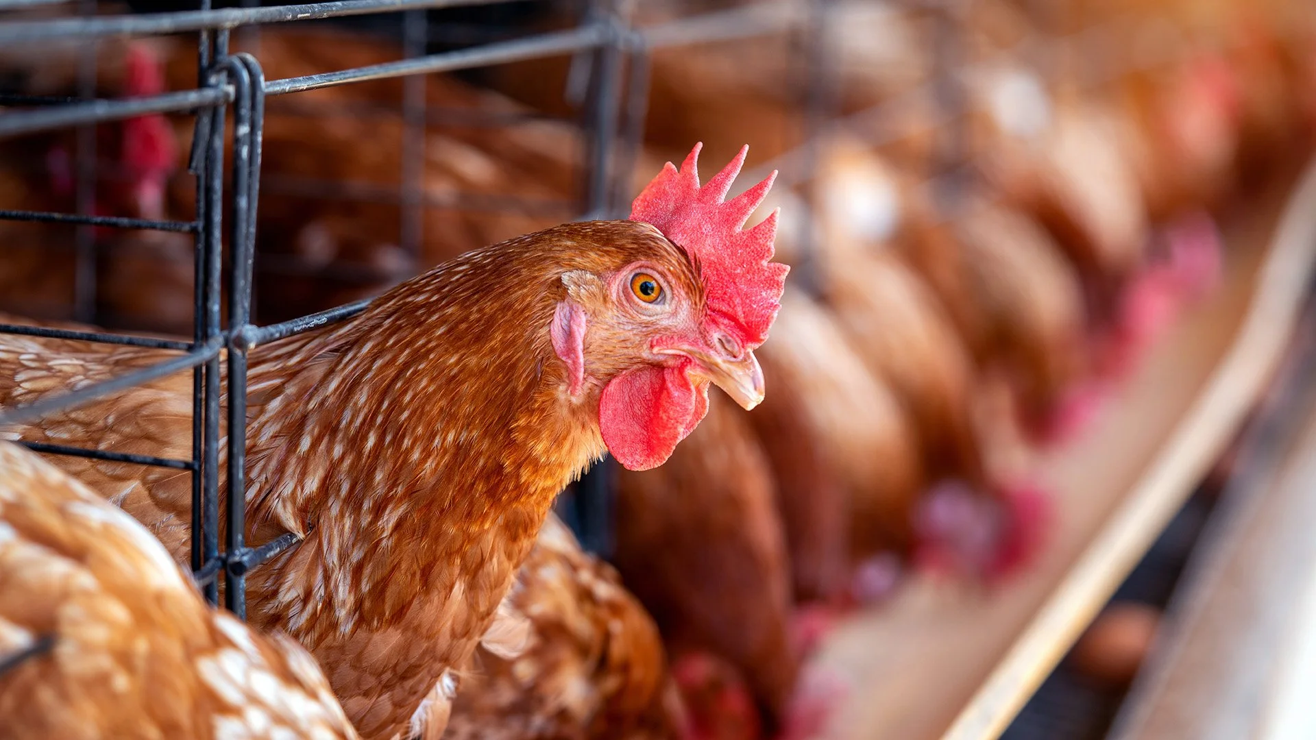 Washington Reports First Human Case of H5N5 Avian Influenza, Public Risk Remains Low