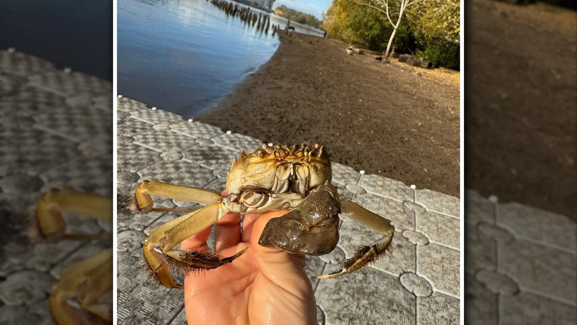 Invasive Chinese Mitten Crab Confirmed in Willamette River