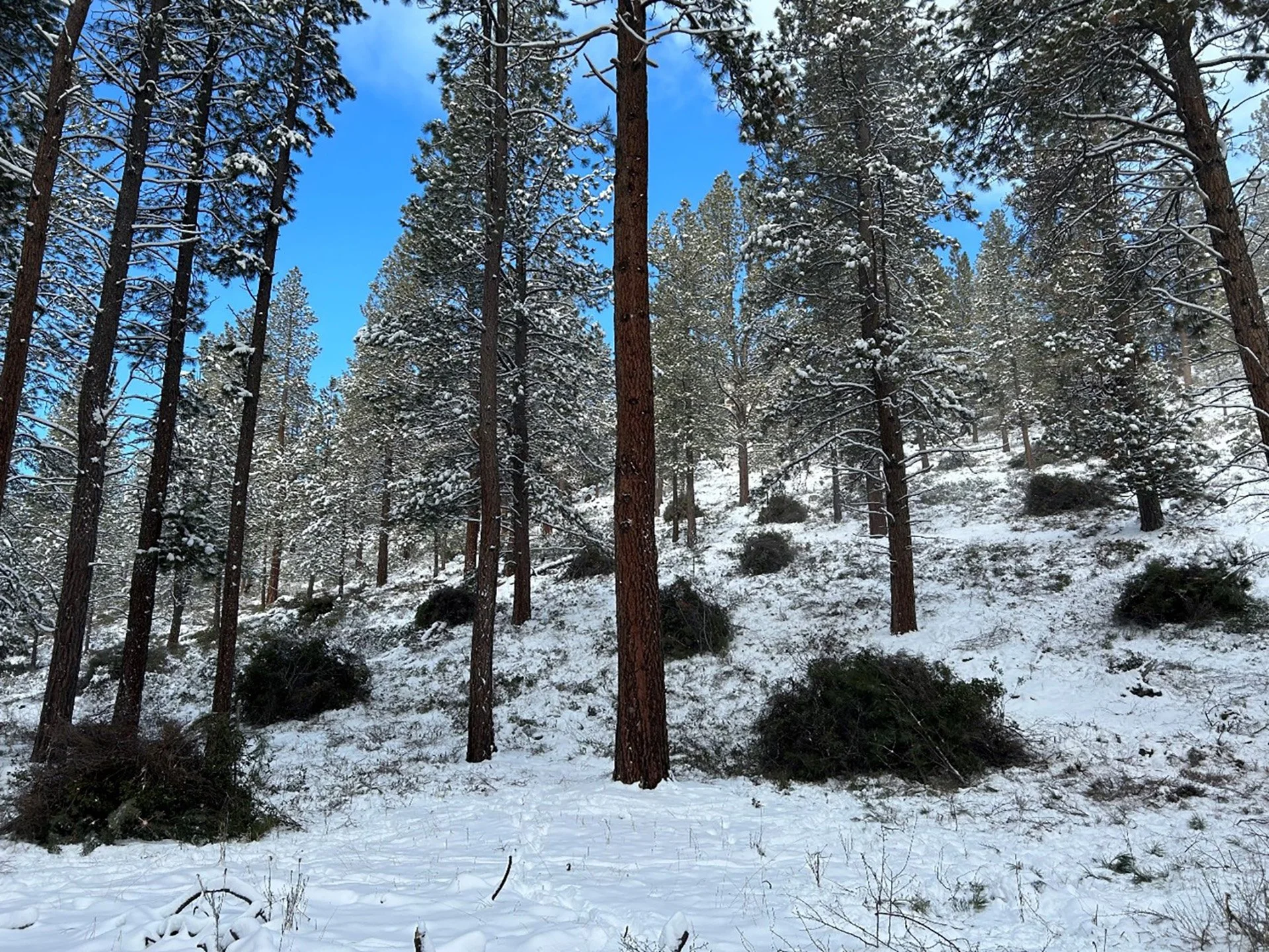 Deschutes County Plans Winter Pile Burns Near Resorts 