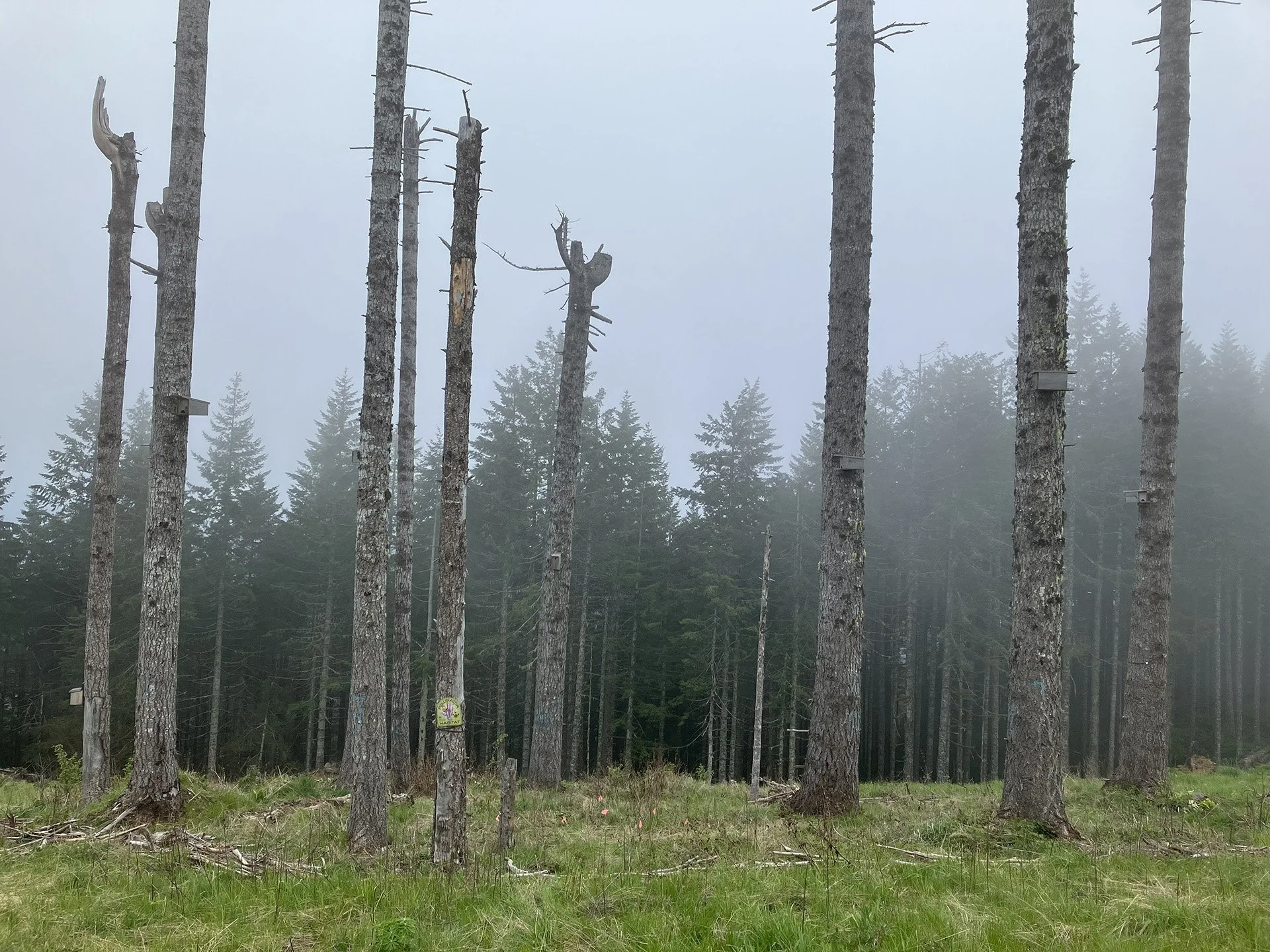 Walker Point Meadow Project Thrives With Native Pollinators