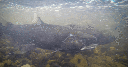 AI-Assisted Monitoring Tracks Chinook Migration into the Upper Klamath Basin