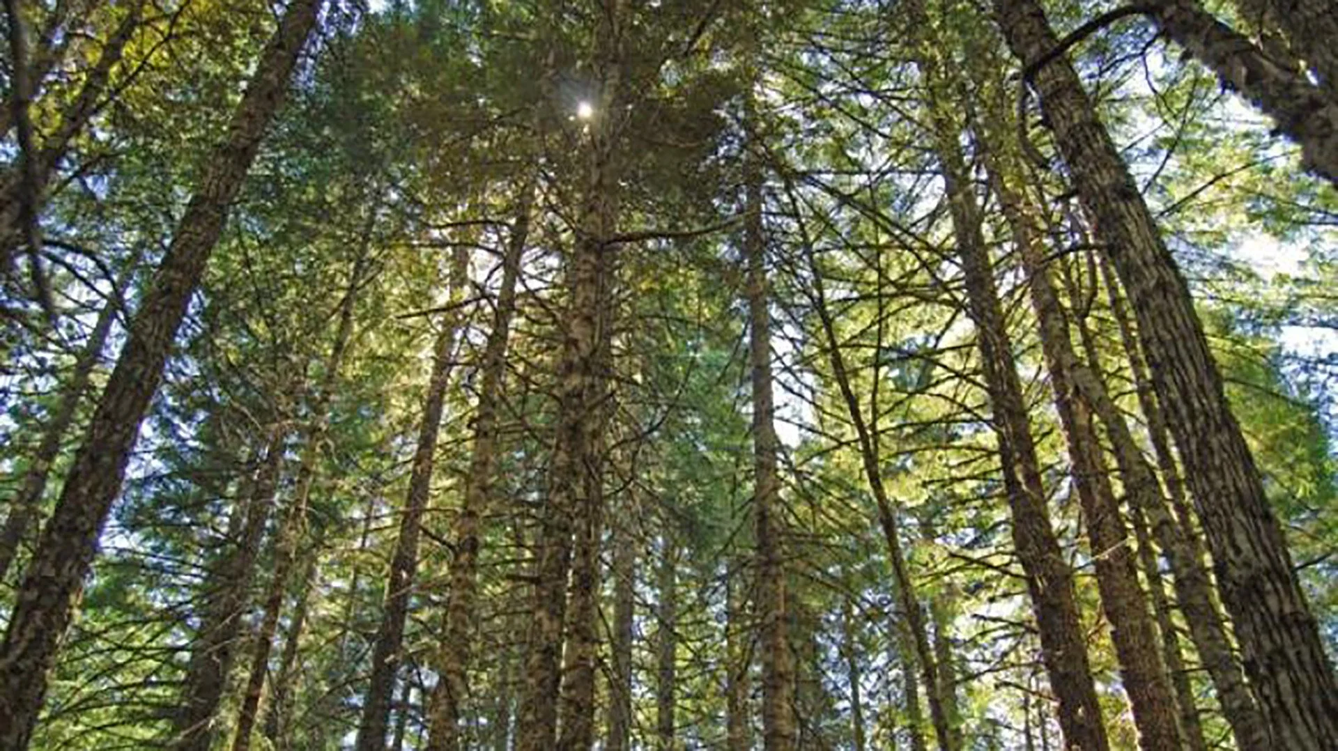 BLM Timber Sales Bring in $8.3 Million in Oregon