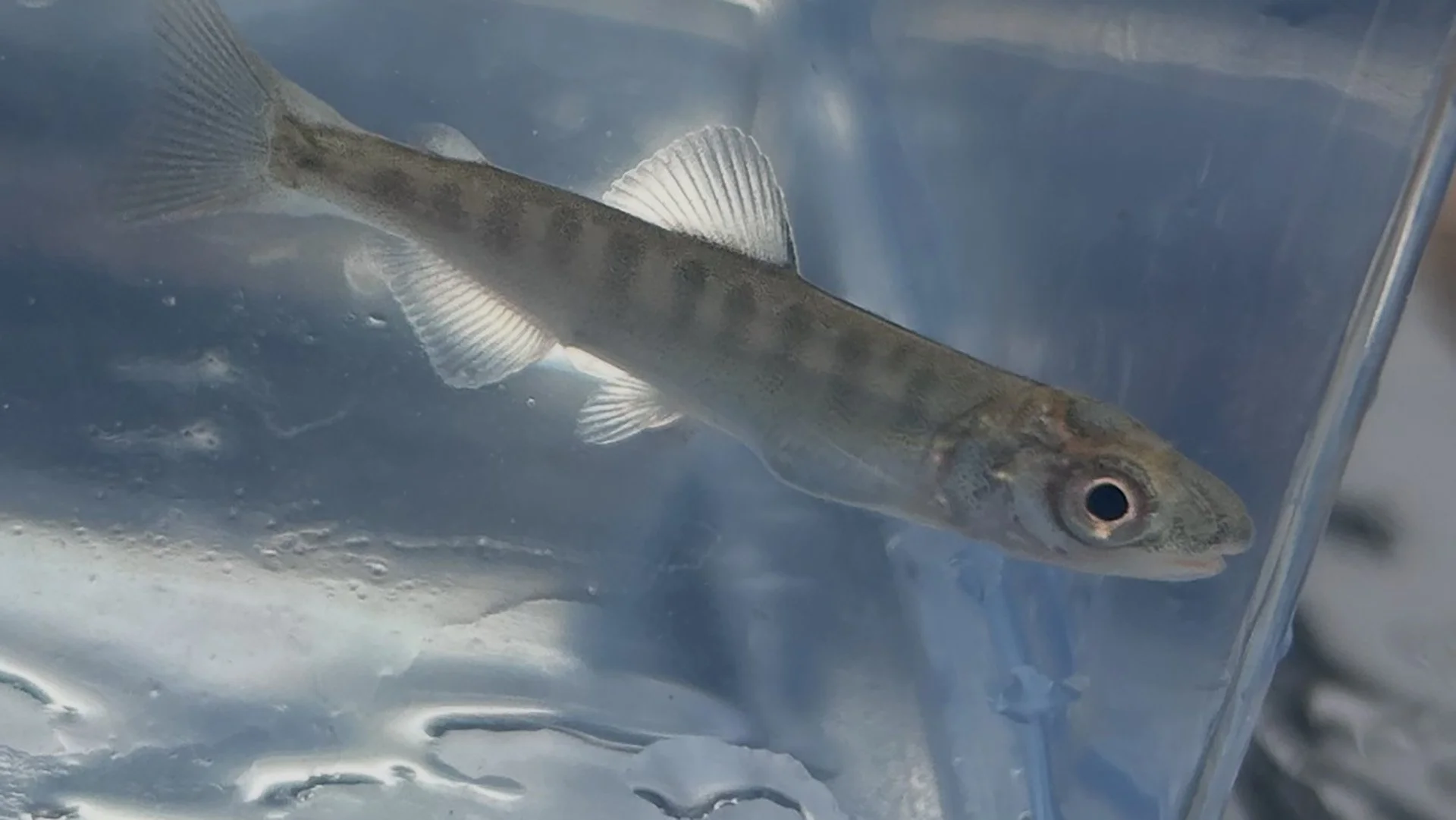 $6 Million Awarded to Restore Spring Salmon in Klamath Basin