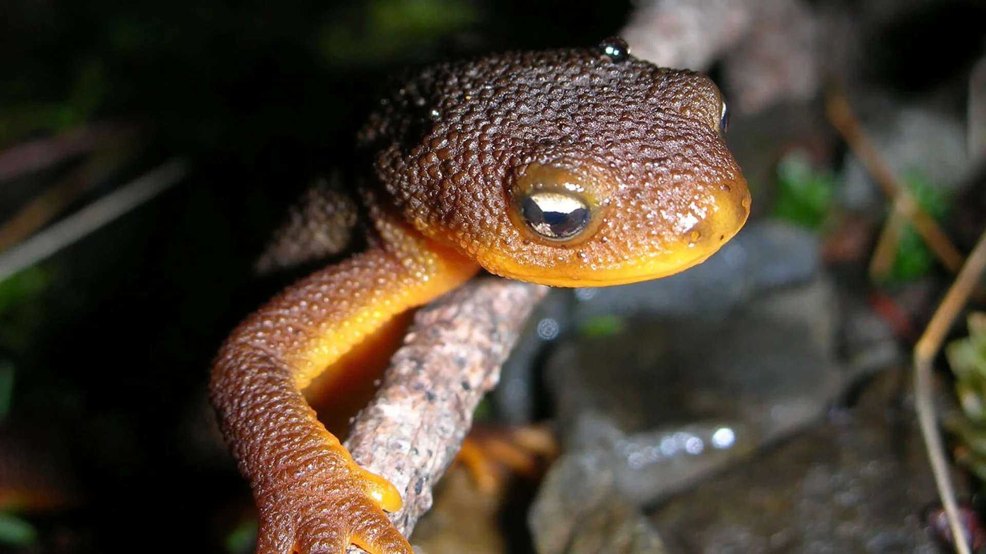 Feds agree to decide on endangered species protections for Crater Lake newt by October