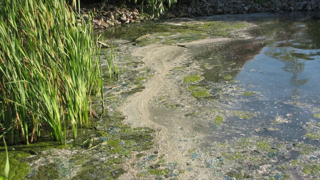 Upper Klamath Refuge Under Recreational Health Advisory