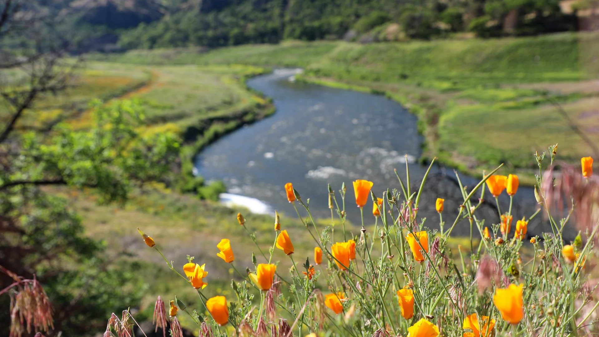 In Photos: Wildflowers Return to the Klamath