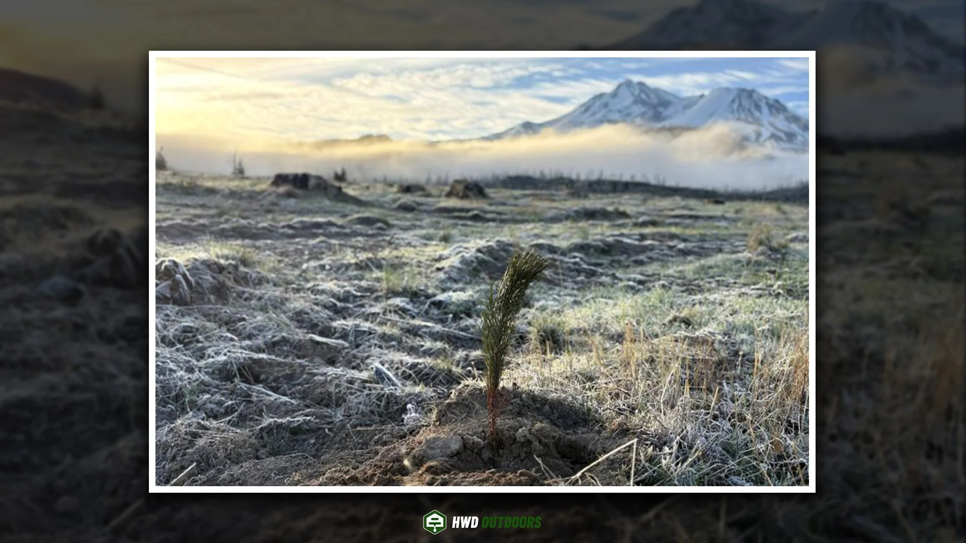 New Forest Takes Root on Mount Shasta