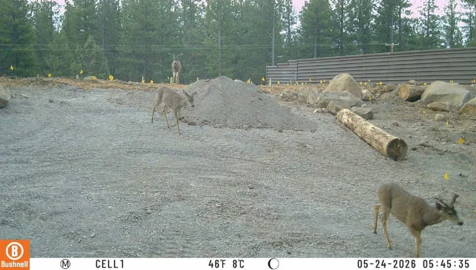 Deer Already Using New U.S. 97 Wildlife Crossing