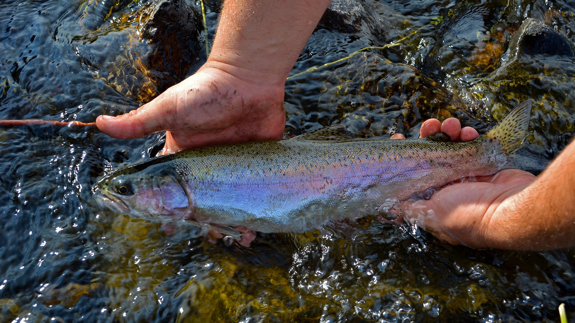 Free Outdoor Access Lines Up Across Oregon This Weekend