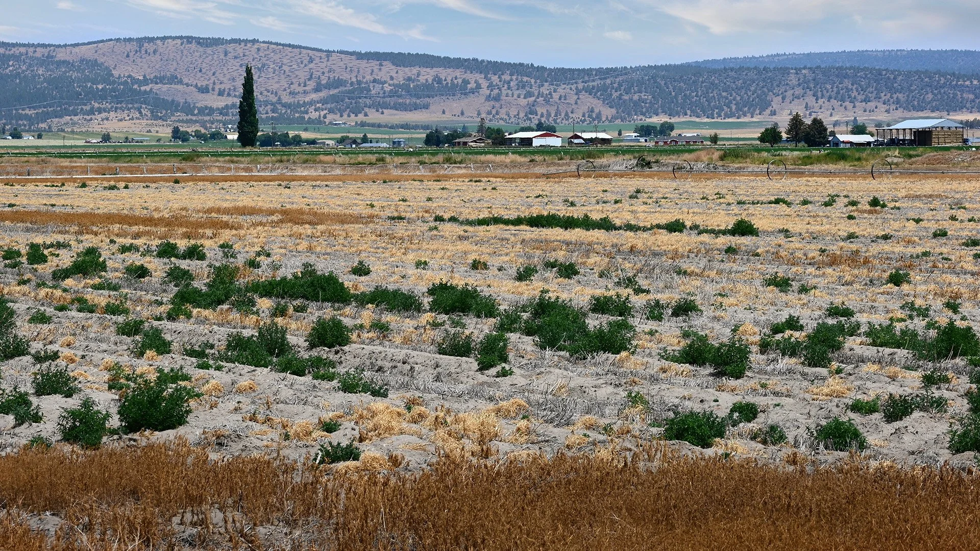 Klamath Water Users Disappointed After Appeals Court Decision on Endangered Species Act