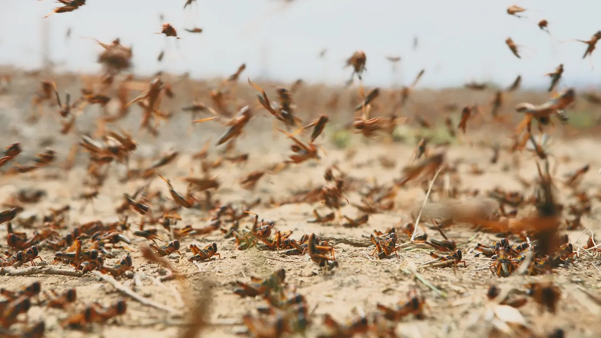 Grasshopper Threat Builds in the Basin