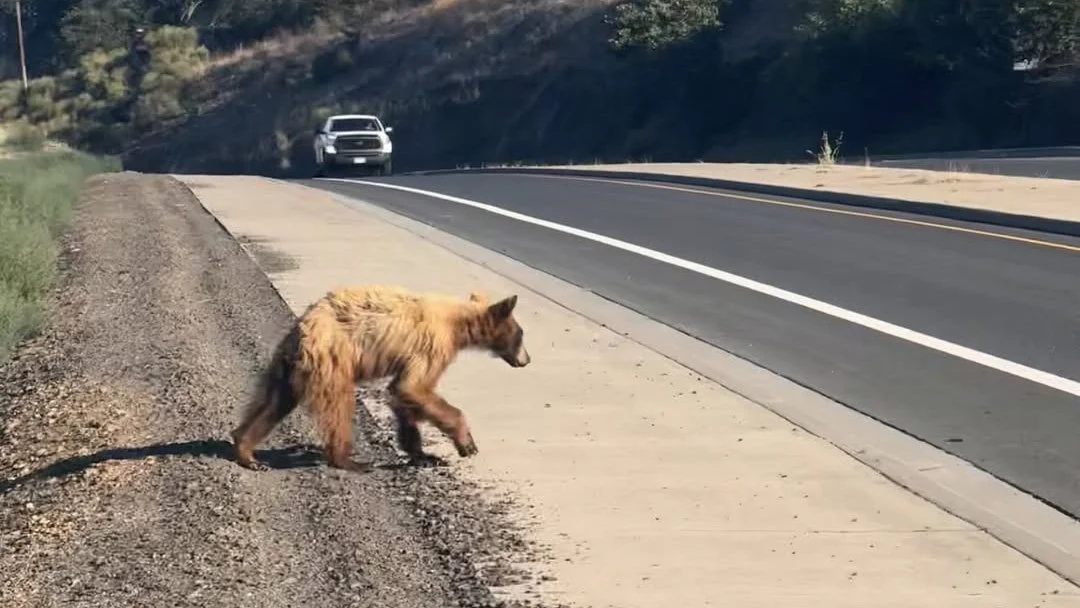 Bear Spotted Near Phoenix