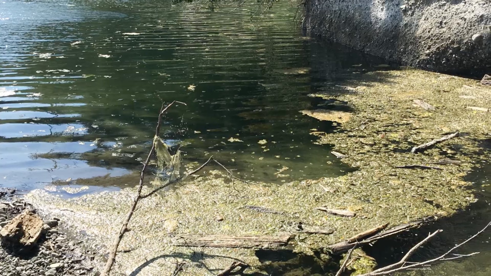 Health Advisory Issued for Odell Lake After Cyanotoxins Detected