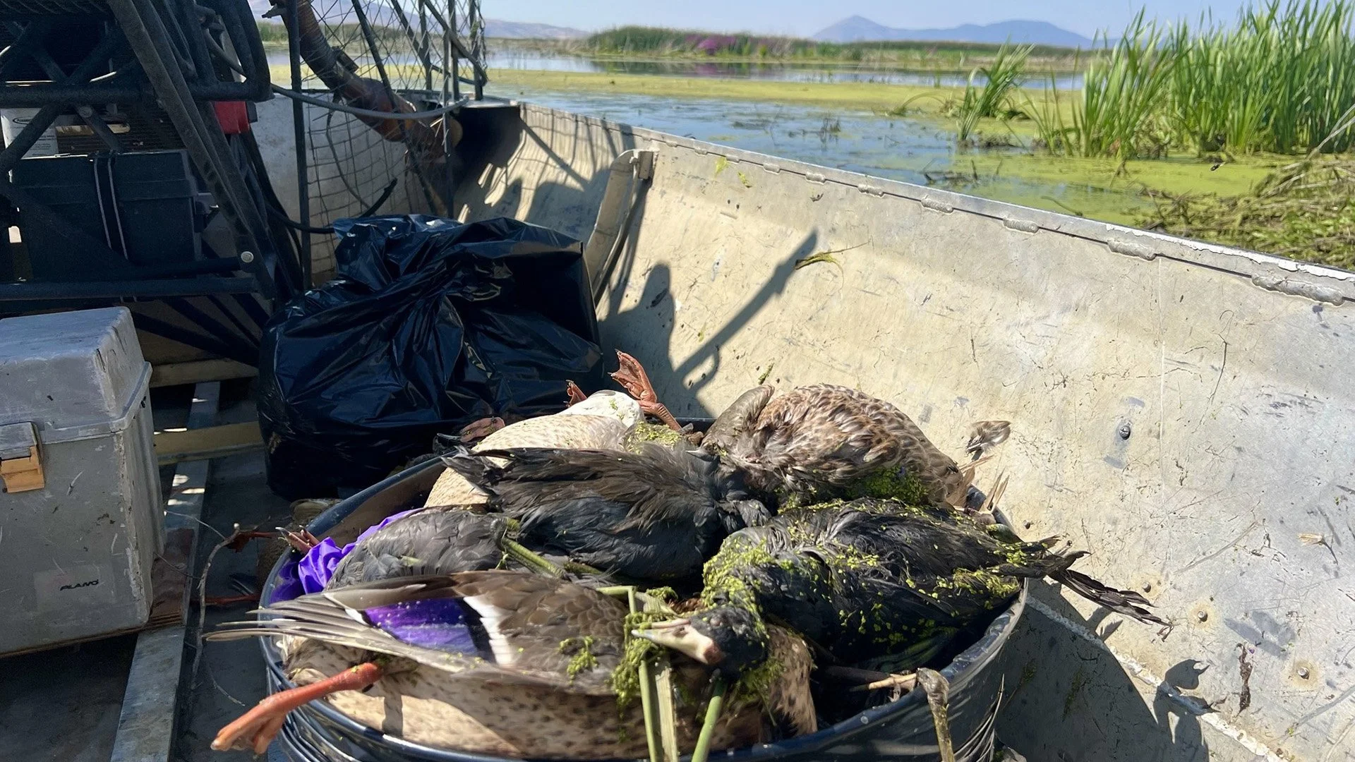 Botulism Returns to Tule Lake as Lower Klamath Wetlands Dry