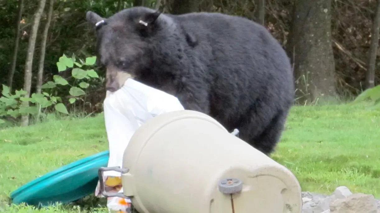 Hungry Bears Push Deeper Into Ashland Neighborhoods