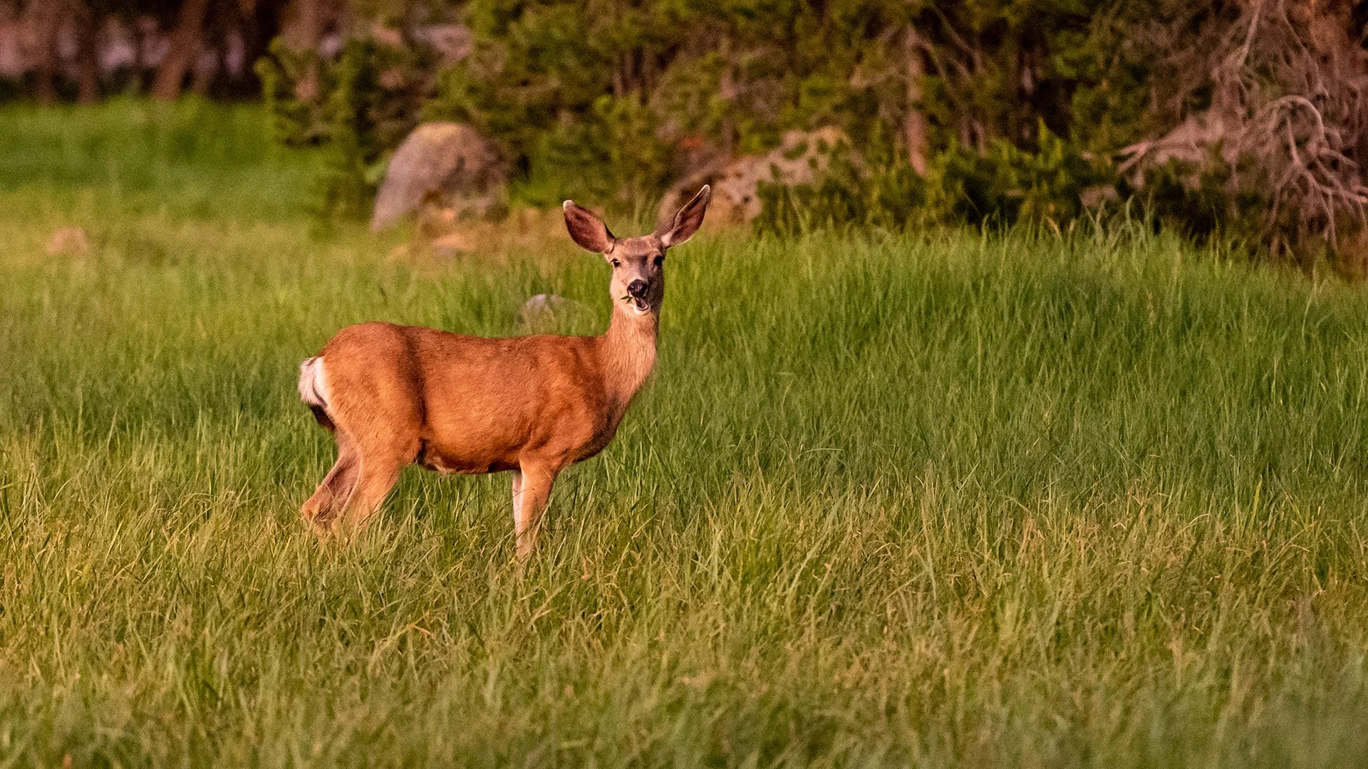 ODFW Offers Free Wildlife Forage Seed to Southwest Oregon Landowners